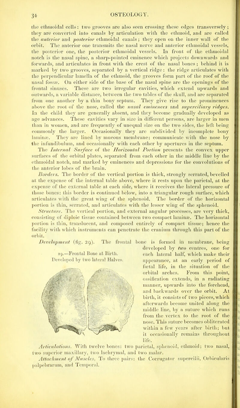 the ethmoidal cells: two grooves are also seen crossing these edges transversely ; they are converted into canals by articulation with the ethmoid, and are called the anterior and posterior ethmoidal canals; they open on the inner wall of the orbit. The anterior one transmits the nasal nerve and anterior ethmoidal vessels, the posterior one, the posterior ethmoidal vessels. In front of the ethmoidal notch is the nasal spine, a sharp-pointed eminence which projects downwards and forwards, and articulates in front with the crest of the nasal bones ; behind it is marked by two grooves, separated by a vertical ridge: the ridge articulates with the perpendicular lamella of the ethmoid, the grooves form part of the roof of the nasal fossa?. On either side of the base of the nasal spine are the openings of the frontal sinuses. These are two irregular cavities, which extend upwards and outwards, a variable distance, between the two tables of the skull, and are separated from one another by a thin bony septum. They give rise to the prominences above the root of the nose, called the nasal eminences and superciliary ridges. In the child they are generally absent, and they become gradually developed as age advances. These cavities vary in size in different persons, are larger in men than in women, and are frequently of unequal size on the two sides, the left being commonly the larger. Occasionally they are subdivided by incomplete bony lamina!. They are lined by mucous membrane; communicate with the nose by the infundibulum, and occasionally with each other by apertures in the septum. The Internal Surface of the Horizontal Portion presents the convex upper surfaces of the orbital plates, separated from each other in the middle line by the ethmoidal notch, and marked by eminences and depressions for the convolutions of the anterior lobes of the brain. Borders. The border of the vertical portion is thick, strongly serrated, bevelled at the expense of the internal table above, where it rests upon the parietal, at the expense of the external table at each side, where it receives the lateral pressure of those bones: this border is continued below, into a triangular rough surface, which articulates with the great wing of the sphenoid. The border of the horizontal portion is thin, serrated, and articulates with the lesser wing of the sphenoid. Structure. The vertical portion, and external angular processes, are very thick, consisting of diploic tissue contained between two compact laminae. The horizontal portion is thin, translucent, and composed entirely of compact tissue; hence the facility with which instruments can penetrate the cranium through this part of the orbit. Development (fig. 29). The frontal 29.—Frontal Bone at Birth. Developed by two lateral Halves. bone is formed in membrane, being developed by two centres, one for each lateral half, which make their appearance, at an early period of fcetal life, in the situation of the orbital arches. From this point, ossification extends, in a radiating manner, upwards into the forehead, and backwards over the orbit. At birth, it consists of two pieces, which afterwards become united along the middle line, by a suture which runs from the vertex to the root of the nose. This suture becomes obliterated within a few years after birth; but it occasionally remains throughout life. Articulations. With twelve bones: two parietal, sphenoid, ethmoid; two nasal, two superior maxillary, two lachrymal, and two malar. Attachment of Muscles. To three pairs: the Corrugator supercilii, Orbicularis palpebrarum, and Temporal.