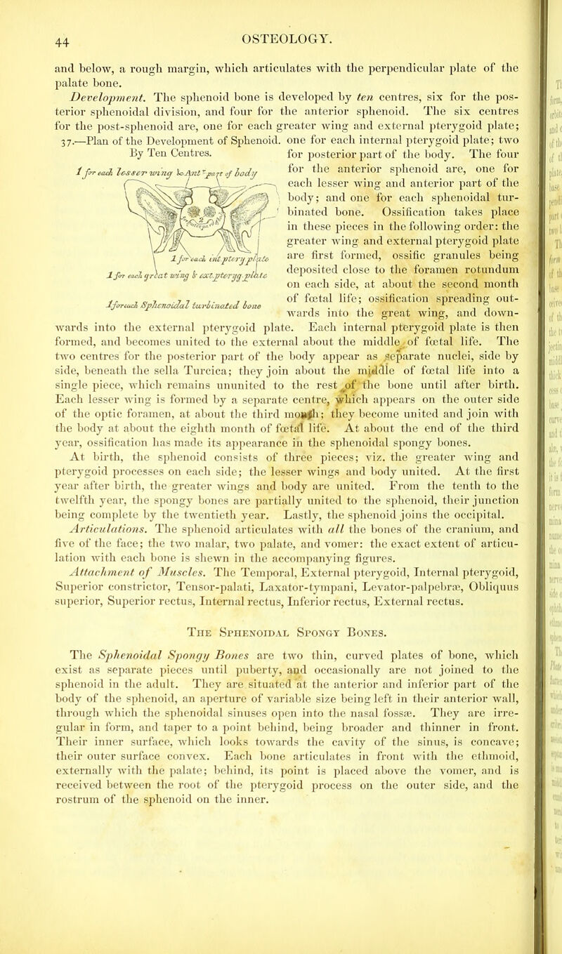 and below, a rough margin, which articulates with the perpendicular plate of the palate bone. Development. The sphenoid bone is developed by ten centres, six for the pos- terior sphenoidal division, and four for the anterior sphenoid. The six centres for the post-sphenoid are, one for each greater wing and external pterygoid plate; 37.—Plan of the Development of Sphenoid, one for each internal pterygoid plate; two By Ten Centres. 1 Jot each lesser mine/ IcAnt of body ljjT'cach irtf.ptwu.jpihto 1 for tadi cjAat using is exl.pterygjslhfc If or each Sphenoidal turbinated bane for posterior part of the body. The four for the anterior sphenoid are, one for each lesser wing and anterior part of the body; and one for each sphenoidal tur- binated bone. Ossification takes place in these pieces in the following order: the greater wing and external pterygoid plate are first formed, ossific granules being deposited close to the foramen rotundum on each side, at about the second month of foetal life; ossification spreading out- wards into the great wing, and down- wards into the external pterygoid plate. Eacli internal pterygoid plate is then formed, and becomes united to the external about the middle of foetal life. The two centres for the posterior part of the body appear as .separate nuclei, side by side, beneath the sella Turcica; they join about the middle of foetal life into a single piece, which remains ununited to the rest of the bone until after birth. Each lesser wing is formed by a separate centre, which appears on the outer side of the optic foramen, at about the third moufli; they become united and join with the body at about the eighth month of foetal life. At about the end of the third year, ossification has made its appearance in the sphenoidal spongy bones. At birth, the sphenoid consists of three pieces; viz. the greater wing and pterygoid processes on each side; the lesser wings and body united. At the first year after birth, the greater wings and body are united. From the tenth to the twelfth year, the spongy bones are partially united to the sphenoid, their junction being complete by the twentieth year. Lastly, the sphenoid joins the occipital. Articulations. The sphenoid articulates with all the bones of the cranium, and five of the face; the two malar, two palate, and vomer: the exact extent of articu- lation with each bone is shewn in the accompanying figures. Attachment of Muscles. The Temporal, External pterygoid, Internal pterygoid, Superior constrictor, Tensor-palati, Laxator-tympani, Levator-palpebraa, Obliquus superior, Superior rectus, Internal rectus, Inferior rectus, External rectus. The Sphenoidal Spongy Bones. The Sphenoidal Spongy Bones are two thin, curved plates of bone, which exist as separate pieces until puberty, and occasionally are not joined to the sphenoid in the adult. They are situated at the anterior and inferior part of the body of the sphenoid, an aperture of variable size being left in their anterior wall, through which the sphenoidal sinuses open into the nasal fossae. They are irre- gular in form, and taper to a point behind, being broader and thinner in front. Their inner surface, which looks towards the cavity of the sinus, is concave; their outer surface convex. Each bone articulates in front with the ethmoid, externally with the palate; behind, its point is placed above the vomer, and is received between the root of the pterygoid process on the outer side, and the rostrum of the sphenoid on the inner.