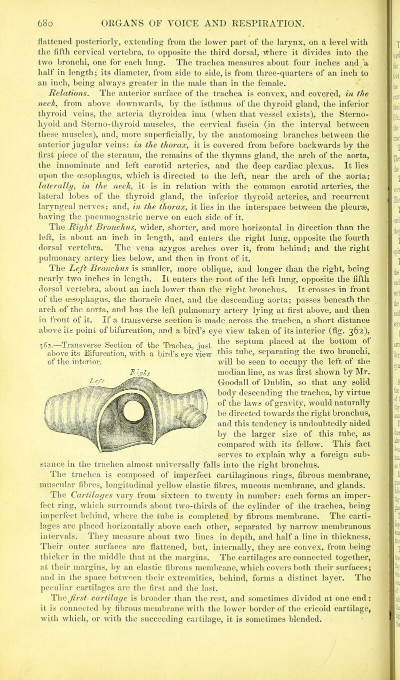 flattened posteriorly, extending from the lower part of the larynx, on a level with the fifth cervical vertebra, to opposite the third dorsal, where it divides into the two bronchi, one for each lung. The trachea measures about four inches and a half in length; its diameter, from side to side, is from three-quarters of an inch to an inch, being always greater in the male than in the female. Relations. The anterior surface of the trachea is convex, and covered, in the neck, from above downwards, by the isthmus of the thyroid gland, the inferior thyroid veins, the arteria thyroidea ima (when that vessel exists), the Sterno- hyoid and Sterno-thyroid muscles, the cervical fascia (in the interval between these muscles), and, more superficially, by the anatomosing branches between the anterior jugular veins: in the thorax, it is covered from before backwards by the first piece of the sternum, the remains of the thymus gland, the arch of the aorta, the innominate and left carotid arteries, and the deep cardiac plexus. It lies upon the (Esophagus, which is directed to the left, near the arch of the aorta; laterally, in the neck, it is in relation with the common carotid arteries, the lateral lobes of the thyroid gland, the inferior thyroid arteries, and recurrent laryngeal nerves; and, in the thorax, it lies in the interspace between the pleurae, having the pneumogastric nerve on each side of it. The Right Bronchus, wider, shorter, and more horizontal in direction than the left, is about an inch in length, and enters the right lung, opposite the fourth dorsal vertebra. The vena azygos arches over it, from behind; and the right pulmonary artery lies below, and then in front of it. The Left Bronchus is smaller, more oblique, and longer than the right, being nearly two inches in length. It enters the root of the left lung, opposite the fifth dorsal vertebra, about an inch lower than the right bronchus. It crosses in front of the oesophagus, the thoracic duct, and the descending aorta; passes beneath the arch of the aorta, and has the left pulmonary artery lying at first above, and then in front of it. If a transverse section is made across the trachea, a short distance above its point of bifurcation, and a bird’s eye view taken of its interior (fig. 362), 362.—Transverse Section of the Trachea, just th? sePtum Plac<id at, the boittom °f above its Bifurcation, with a bird’s eve view ^11S tube, separating the two bronchi, Avill be seen to occupy the left of the median line, as was first shown by Mr. Goodall of Dublin, so that any solid body descending the trachea, by virtue of the laws of gravity, would naturally be directed towards the right bronchus, and this tendency is undoubtedly aided by the larger size of this tube, as compared with its fellow. This fact serves to explain why a foreign sub- stance in the trachea almost universally falls into the right bronchus. The trachea is composed of imperfect cartilaginous rings, fibrous membrane, muscular fibres, longitudinal yellow elastic fibres, mucous membrane, and glands. The Cartilages vary from sixteen to twenty in number: each forms an imper- fect ring, which surrounds about two-thirds of the cylinder of the trachea, being imperfect behind, where the tube is completed by fibrous membrane. The carti- lages are placed horizontally above each other, separated by narrow membranous intervals. They measure about two lines in depth, and half a line in thickness. Their outer surfaces are flattened, but, internally, they are convex, from being thicker in the middle that at the margins. The cartilages are connected together, at their margins, by an elastic fibrous membrane, which covers both their surfaces; and in the space between their extremities, behind, forms a distinct layer. The peculiar cartilages are the first and the last. The first cartilage is broader than the rest, and sometimes divided at one end: it is connected by fibrous membrane with the lower border of the cricoid cartilage, with which, or with the succeeding cartilage, it is sometimes blended.