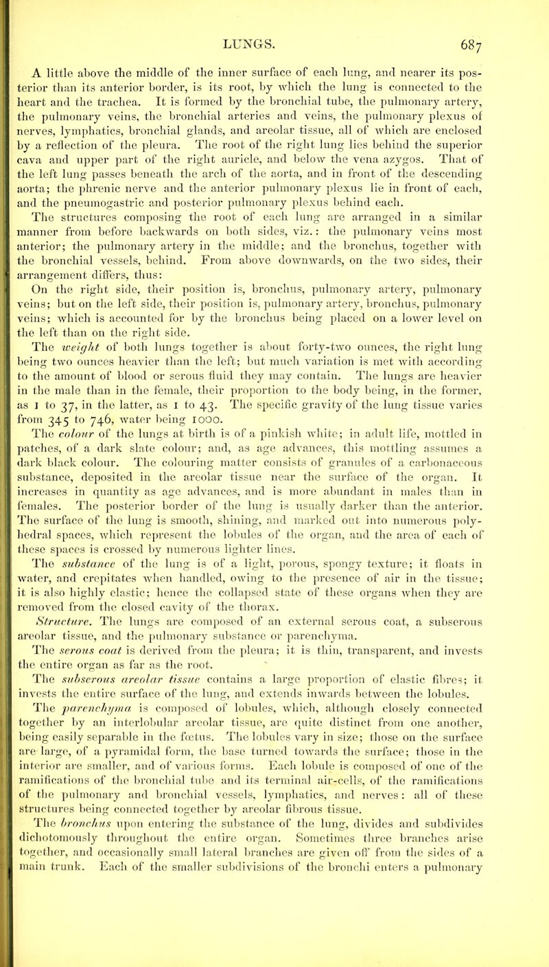 A little above the middle of the inner surface of each lung, and nearer its pos- I terior than its anterior border, is its root, by which the lung is connected to the 1 heart and the trachea. It is formed by the bronchial tube, the pulmonary artery, | the pulmonary veins, the bronchial arteries and veins, the pulmonary plexus of | nerves, lymphatics, bronchial glands, and areolar tissue, all of which are enclosed I by a reflection of the pleura. The root of the right lung lies behind the superior I cava and upper part of the right auricle, and below the vena azygos. That of II the left lung passes beneath the arch of the aorta, and in front of the descending 1 aorta; the phrenic nerve and the anterior pulmonary plexus lie in front of each, I and the pneumogastric and posterior pulmonary plexus behind each. The structures composing the root of each lung are arranged in a similar H manner from before backwards on both sides, viz.: the pulmonary veins most H anterior; the pulmonary artery in the middle; and the bronchus, together with I the bronchial vessels, behind. From above downwards, on the two sides, their I arrangement differs, thus: On the right side, their position is, bronchus, pulmonary artery, pulmonary H veins; but on the left side, their position is, pulmonary artery, bronchus, pulmonary I veins; which is accounted for by the bronchus being placed on a lower level on I the left than on the right side. The weight of both lungs together is about forty-two ounces, the right lung I being two ounces heavier than the left; but much variation is met with according I to the amount of blood or serous fluid they may contain. The lungs are heavier I in the male than in the female, their proportion to the body being, in the former, I as 1 to 37, in the latter, as 1 to 43. The specific gravity of the lung tissue varies H from 345 to 746, water being 1000. The colour of the lungs at birth is of a pinkish white; in adult life, mottled in II patches, of a dark slate colour; and, as age advances, this mottling assumes a I dark black colour. The colouring matter consists of granules of a carbonaceous 1 substance, deposited in the areolar tissue near the surface of the organ. It H increases in quantity as age advances, and is more abundant in males than in I females. The posterior border of the lung is usually darker than the anterior. I The surface of the lung is smooth, shining, and marked out into numerous poly- 1 hedral spaces, which represent the lobules of the organ, and the area of each of I these spaces is crossed by numerous lighter lines. The substance of the lung is of a light, porous, spongy texture; it floats in V water, and crepitates when handled, owing to the presence of air in the tissue; 1 it is also highly elastic; hence the collapsed state of these organs when they are R removed from the closed cavity of the thorax. Structure. The lungs are composed of an external serous coat, a subserous 1 areolar tissue, and the pulmonary substance or parenchyma. The serous coat is derived from the pleura; it is thin, transparent, and invests 1 the entire organ as far as the root. The subserous areolar tissue contains a large proportion of elastic fibres; it invests the entire surface of the lung, and extends inwards between the lobules. The 'parenchyma is composed of lobules, which, although closely connected together by an interlobular areolar tissue, are quite distinct from one another, being easily separable in the foetus. The lobules vary in size; those on the surface are large, of a pyramidal form, the base turned towards the surface; those in the interior are smaller, and of various forms. Each lobule is composed of one of the ramifications of the bronchial tube and its terminal air-cells, of the ramifications of the pulmonary and bronchial vessels, lymphatics, and nerves: all of these structures being connected together by areolar fibrous tissue. The bronchus upon entering the substance of the lung, divides and subdivides dichotomously throughout the entire organ. Sometimes three branches arise together, and occasionally small lateral branches are given off from the sides of a main trunk. Each of the smaller subdivisions of the bronchi enters a pulmonary