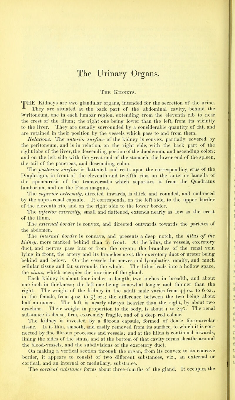 The Urinary Organs. Tiie Kidneys. rpHE Kidneys are two glandular organs, intended for the secretion of the urine. A They are situated at the back part of the abdominal cavity, behind the peritoneum, one in each lumbar region, extending from the eleventh rib to near the crest of the ilium; the right one being lower than the left, from its vicinity to the liver. They are usually surrounded by a considerable quantity of fat, and are retained in their position by the vessels which pass to and from them. Relations. The anterior surface of the kidney is convex, partially covered by the peritoneum, and is in relation, on the right side, with the back part of the right lobe of the liver, the descending portion of the duodenum, and ascending colon; and on the left side with the great end of the stomach, the lower end of the spleen, the tail of the pancreas, and descending colon. The posterior surface is flattened, and rests upon the corresponding crus of the Diaphragm, in front of the eleventh and twelfth ribs, on the anterior lamella of the aponeurosis of the transversalis which separates it from the Quadratus lumborum, and on the Psoas magnus. The superior extremity, directed inwards, is thick and rounded, and embraced by the supra-renal capsule. It corresponds, on the left side, to the upper border of the eleventh rib, and on the right side to the lower border. The inferior extremity, small and flattened, extends nearly as low as the crest of the ilium. The external border is convex, and directed outwards towards the parietes of the abdomen. The internal border is concave, and presents a deep notch, the hiliis of the kidney, more marked behind than in front. At the hilus, the vessels, excretory duct, and nerves pass into or from the organ; the branches of the renal vein lying in front, the artery and its branches next, the excretory duct or ureter being behind and below. On the vessels the nerves and lymphatics ramify, and much cellular tissue and fat surrounds the whole. The hilus leads into a hollow space, the sinus, which occupies the interior of the gland. Each kidney is about four inches in length, two inches in breadth, and about one inch in thickness; the left one being somewhat longer and thinner than the right. The weight of the kidney in the adult male varies from 4^ oz. to 6 oz.; in the female, from 4 oz. to 5^ oz.; the difference between the two being about half an ounce. The left is nearly always heavier than the right, by about two drachms. Their weight in proportion to the body, is about I to 24O. The renal substance is dense, firm, extremely fragile, and of a deep red colour. The kidney is invested by a fibrous capsule, formed of dense fibro-areolar tissue. It is thin, smooth, and easily removed from its surface, to which it is con- nected by fine fibrous processes and vessels; and at the hilus is continued inwards, lining the sides of the sinus, and at the bottom of that cavity forms sheaths around the blood-vessels, and the subdivisions of the excretory duct. On making a vertical section through the organ, from its convex to its concave border, it appears to consist of two different substances, viz., an external or cortical, and an internal or medullary, substance. The cortical substance forms about three-fourths of the gland. It occupies the