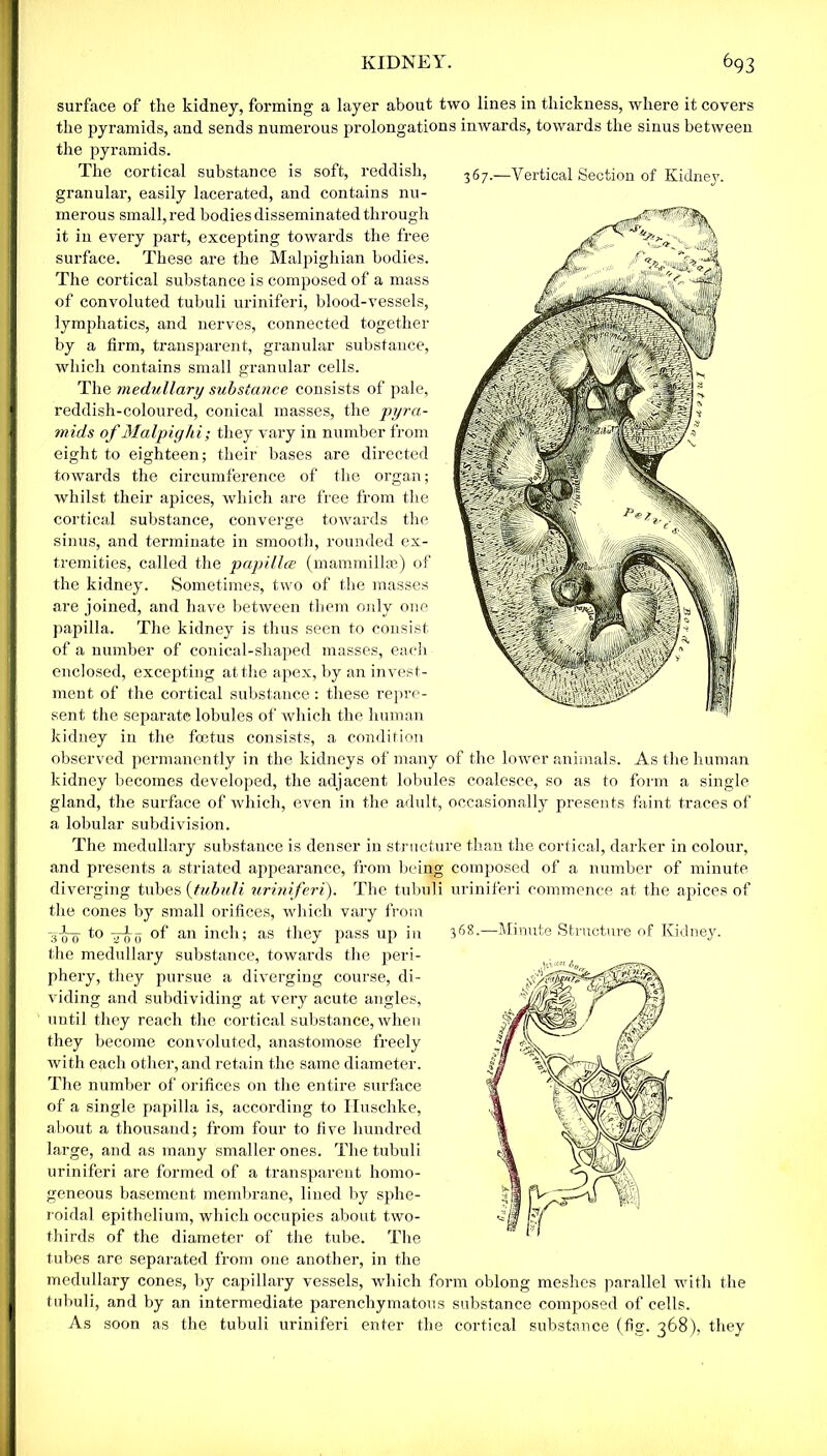 367.—Vertical Section of Kidney. surface of the kidney, forming a layer about two lines in thickness, where it covers the pyramids, and sends numerous prolongations inwards, towards the sinus between the pyramids. The cortical substance is soft, reddish, granular, easily lacerated, and contains nu- merous small, red bodies disseminated through it in every part, excepting towards the free surface. These are the Malpighian bodies. The cortical substance is composed of a mass of convoluted tubuli uriniferi, blood-vessels, lymphatics, and nerves, connected together by a firm, transparent, granular substance, which contains small granular cells. The medullary substance consists of pale, reddish-coloured, conical masses, the pyra- mids of Malpighi; they vary in number from eight to eighteen; their bases are directed towards the circumference of the organ; whilst their apices, which are free from the cortical substance, converge towards the sinus, and terminate in smooth, rounded ex- tremities, called the papillce (mammillae) of the kidney. Sometimes, two of the masses are joined, and have between them only one papilla. The kidney is thus seen to consist of a number of conical-shaped masses, each enclosed, excepting at the apex, by an invest- ment of the cortical substance: these repre- sent the separate lobules of which the human kidney in the foetus consists, a condition observed permanently in the kidneys of many of the lower animals, kidney becomes developed, the adjacent lobules coalesce, so as to gland, the surface of which, even in the adult, occasionally presents faint traces of a lobular subdivision. The medullary substance is denser in structure than the cortical, darker in colour, and presents a striated appearance, from being composed of a number of minute diverging tubes (tubuli uriniferi). The tubuli uriniferi commence at the apices of the cones by small orifices, which vary from As the human form a single 3 0 0 to of an inch; as they pass up in —Minute Structure of Kidney. the medullary substance, towards the peri- phery, they pursue a diverging course, di- viding and subdividing at very acute angles, until they reach the cortical substance, when they become convoluted, anastomose freely with each other, and retain the same diameter. The number of orifices on the entire surface of a single papilla is, according to Huschke, about a thousand; from four to five hundred large, and as many smaller ones. The tubuli uriniferi are formed of a transparent homo- geneous basement membrane, lined by sphe- roidal epithelium, which occupies about two- thirds of the diameter of the tube. The tubes are separated from one another, in the medullary cones, by capillary vessels, which form oblong meshes parallel with the tubuli, and by an intermediate parenchymatous substance composed of cells. As soon as the tubuli uriniferi enter the cortical substance (fig. 368), they