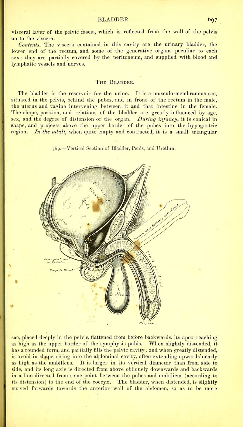 visceral layer of the pelvic fascia, which is reflected from the wall of the pelvis on to the viscera. Contents. The viscera contained in this cavity are the urinary bladder, the lower end of the rectum, and some of the generative organs peculiar to each sex; they are partially covered by the peritoneum, and supplied with blood and lymphatic vessels and nerves. Tiie Bladder. The bladder is the reservoir for the urine. It is a musculo-membranous sac, situated in the pelvis, behind the pubes, and in front of the rectum in the male, the uterus and vagina intervening between it and that intestine in the female. The shape, position, and relations of the bladder are greatly influenced by age, sex, and the degree of distension of the organ. During infancy, it is conical in shape, and projects above the upper border of the pubes into the hypogastric region. In the adult, when quite empty and contracted, it is a small triangular 369.— Vertical Section of Bladder, Penis, and Urethra. sac, placed deeply in the pelvis, flattened from before backwards, its apex reaching as high as the upper border of the symphysis pubis. When slightly distended, it lias a rounded form, and partially fills the pelvic cavity; and when greatly distended, is ovoid in shape, rising into the abdominal cavity, often extending upwards*nearly as high as the umbilicus. It is larger in its vertical diameter than from side to side, and its long axis is directed from above obliquely downwards and backwards in a line directed from some point between the pubes and umbilicus (according to its distension) to the end of the coccyx. The bladder, when distended, is slightly curved forwards towards the anterior ‘ wall of the abdomen, so as to be more