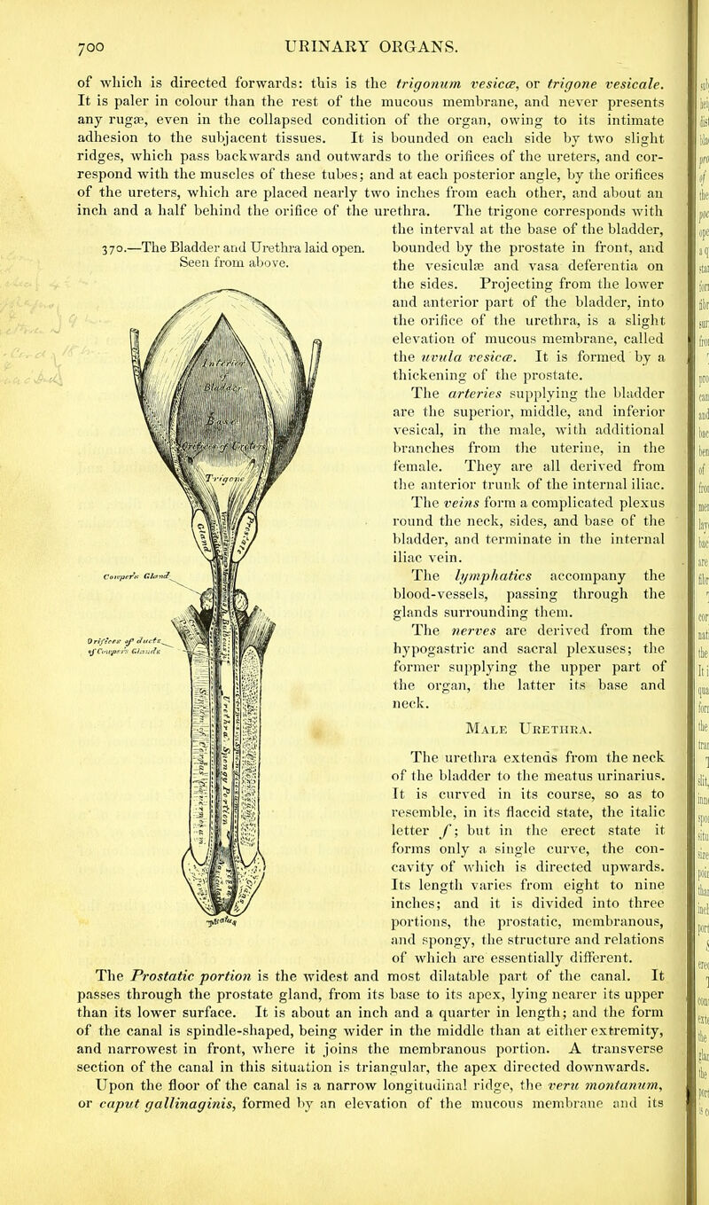 of which is directed forwards: this is the trigonum vesicoe, or trigone vesicate. It is paler in colour than the rest of the mucous membrane, and never presents any ruga?, even in the collapsed condition of the organ, owing to its intimate adhesion to the subjacent tissues. It is bounded on each side by two slight ridges, which pass backwards and outwards to the orifices of the ureters, and cor- respond with the muscles of these tubes; and at each posterior angle, by the orifices of the ureters, which are placed nearly two inches from each other, and about an inch and a half behind the orifice of the urethra. The trigone corresponds with the interval at the base of the bladder. 37°-' -The Bladder and Urethra laid open. Seen from above. bounded by the prostate in front, and the vesicula? and vasa deferentia on the sides. Projecting from the lower and anterior part of the bladder, into the orifice of the urethra, is a slight, elevation of mucous membrane, called the uvula vesica. It is formed by a thickening of the prostate. The arteries supplying the bladder are the superior, middle, and inferior vesical, in the male, with additional branches from the uterine, in the female. They are all derived from the anterior trunk of the internal iliac. The veins form a complicated plexus round the neck, sides, and base of the bladder, and terminate in the internal iliac vein. The lymphatics accompany the blood-vessels, passing through the glands surrounding them. The nerves are derived from the hypogastric and sacral iflexuses; the former supplying the upper part of the organ, the latter its base and neck. Male Urethra. The urethra extends from the neck of the bladder to the meatus urinarius. It is curved in its course, so as to resemble, in its flaccid state, the italic letter f; but in the erect state it forms only a single curve, the con- cavity of which is directed upwards. Its length varies from eight to nine inches; and it is divided into three portions, the prostatic, membranous, and spongy, the structure and relations of which are essentially different. The Prostatic portion is the widest and most dilatable part of the canal. It passes through the prostate gland, from its base to its apex, lying nearer its upper than its lower surface. It is about an inch and a quarter in length; and the form of the canal is spindle-shaped, being wider in the middle than at either extremity, and narrowest in front, where it joins the membranous portion. A transverse section of the canal in this situation is triangular, the apex directed downwards. Upon the floor of the canal is a narrow longitudinal ridge, the veru montanum, or caput, gallinaginis, formed by an elevation of the mucous membrane and its