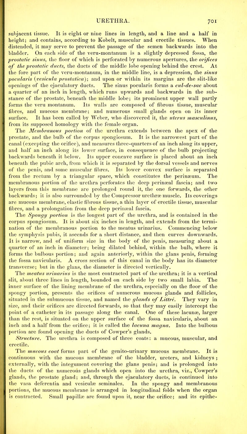 URETHRA. subjacent tissue. It is eight or nine lines in length, and a line and a half in height; and contains, according to Kobelt, muscular and erectile tissues. When distended, it may serve to prevent the passage of the semen backwards into the bladder. On each side of the veru-montanum is a slightly depressed fossa, the prostatic sinus, the floor of which is perforated by numerous apertures, the orifices of the pro static ducts, the ducts of the middle lobe opening behind the crest. At the fore part of the veru-montanum, in the middle line, is a depression, the sinus pocularis (vesicu/a prosfatica); and upon or within its margins are the slit-like openings of the ejaculatory ducts. The sinus pocularis forms a cul-de-sac about a quarter of an inch in length, which runs upAvards and backwards in the sub- stance of the prostate, beneath the middle lobe; its prominent upper wall partly forms the veru montanum. Its Avails are composed of fibrous tissue, muscular fibres, and mucous membrane; and numerous small glands open on its inner surface. It has been called by Weber, avIio discovered it, the uterus masculinus, from its supposed homology with the female organ. The Membranous portion of the urethra extends betAveen the apex of the prostate, and the bulb of the corpus spongiosum. It is the narroAvest part of the canal (excepting the orifice), and measures three-quarters of an inch along its upper, and half an inch along its loAver surface, in consequence of the bulb projecting backwards beneath it beloAV. Its upper concave surface is placed about an inch beneath the pubic arch, from which it is separated by the dorsal vessels and nerves of the penis, and some muscular fibres. Its lower convex surface is separated from the rectum by a triangular space, which constitutes the per in feu in. The membranous portion of the urethra perforates the deep perinasal fascia; and tAvo layers from this membrane are prolonged round it, the one forwards, the other backwards; it is also surrounded by the Compressor urethrae muscle. Its coverings are mucous membrane, elastic fibrous tissue, a thin layer of erectile tissue, muscular fibres, and a prolongation from the deep perinaeal fascia. The Spongy portion is the longest part of the urethra, and is contained in the corpus spongiosum. It is about six inches in length, and extends from the termi- nation of the membranous portion to the meatus urinarius. Commencing beloAV the symphysis pubis, it ascends for a short distance, and then curves downwards. It is narrow, and of uniform size in the body of the penis, measuring about a quarter of an inch in diameter; being dilated behind, Avithin the bulb, Avliere it forms the bulbous portion; and again anteriorly, within the glans penis, forming the fossa navicularis. A cross section of this canal in the body has its diameter transverse; but in the glans, the diameter is directed vertically. The meatus urinarius is the most contracted part of the urethra; it is a vertical slit, about three lines in length, bounded on each side by two small labia. The inner surface of the lining membrane of the urethra, especially on the floor of the spongy portion, presents the orifices of numerous mucous glands and follicles, situated in the submucous tissue, and named the glands of Littre. They vary in size, and their orifices are directed forwards, so that they may easily intercept the point of a catheter in its passage along the canal. One of these lacunae, larger than the rest, is situated on the upper surface of the fossa navicularis, about an inch and a half from the orifice; it is called the lacuna magna. Into the bulbous portion are found opening the ducts of CoAvper’s glands. Structure. The urethra is composed of three coats: a mucous, muscular, and erectile. The mucous coat, forms part of the genito-urinary mucous membrane. It is continuous with the mucous membrane of the bladder, ureters, and kidneys ; externally, with the integument covering the glans penis; and is prolonged into the ducts of the numerous glands Avhich open into the urethra, viz., Cowper’s glands, the prostate gland; and, through the ejaculatory ducts, is continued into the vasa deferentia and vesiculae seminales. In the spongy and membranous portions, the mucous membrane is arranged in longitudinal folds when the organ is contracted. Small papillae are found upon it, near the orifice; and its epithe-