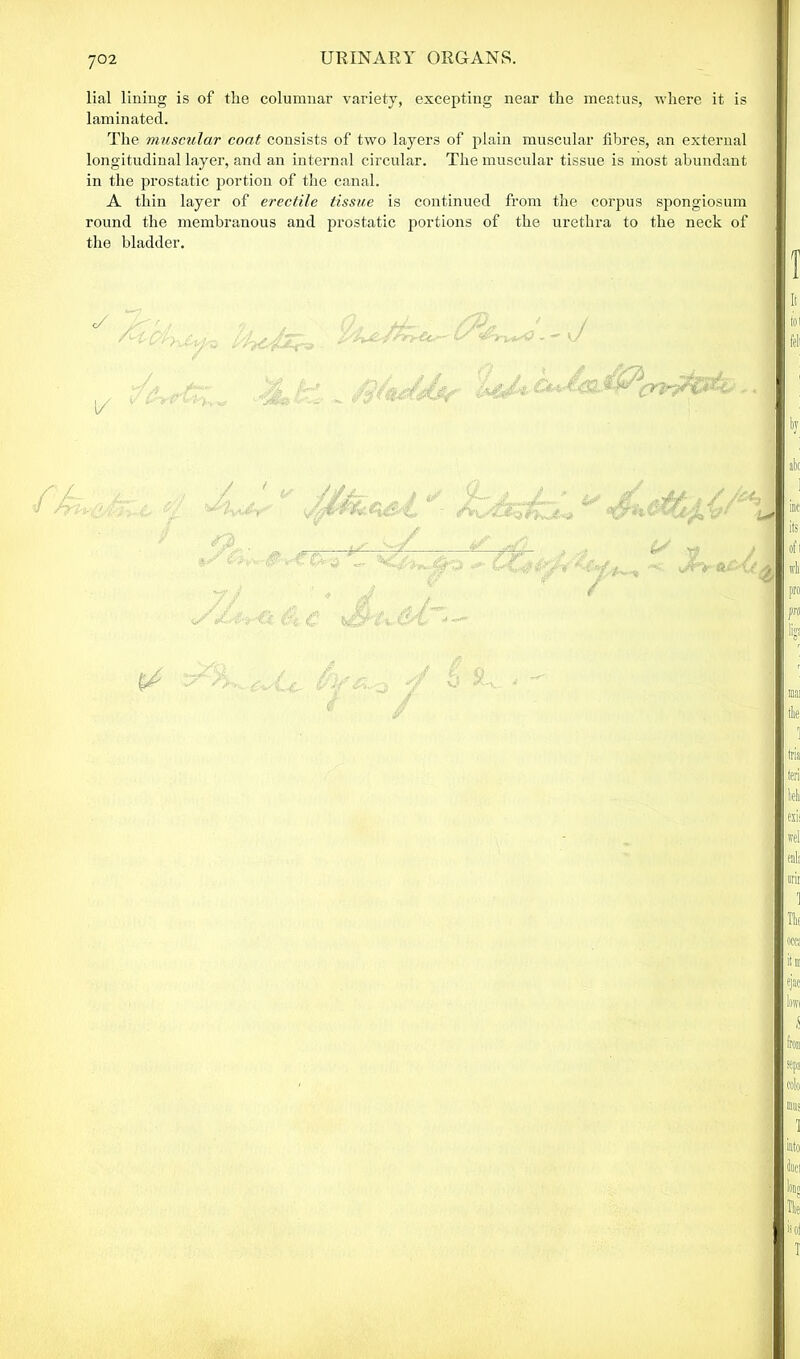 lial lining is of the columnar variety, excepting near the meatus, where it is laminated. The muscular coat consists of two layers of plain muscular fibres, an external longitudinal layer, and an internal circular. The muscular tissue is most abundant in the prostatic portion of the canal. A thin layer of erectile tissue is continued from the corpus spongiosum round the membranous and prostatic portions of the urethra to the neck of the bladder. </ J/'*' ft yj // ^, 1/