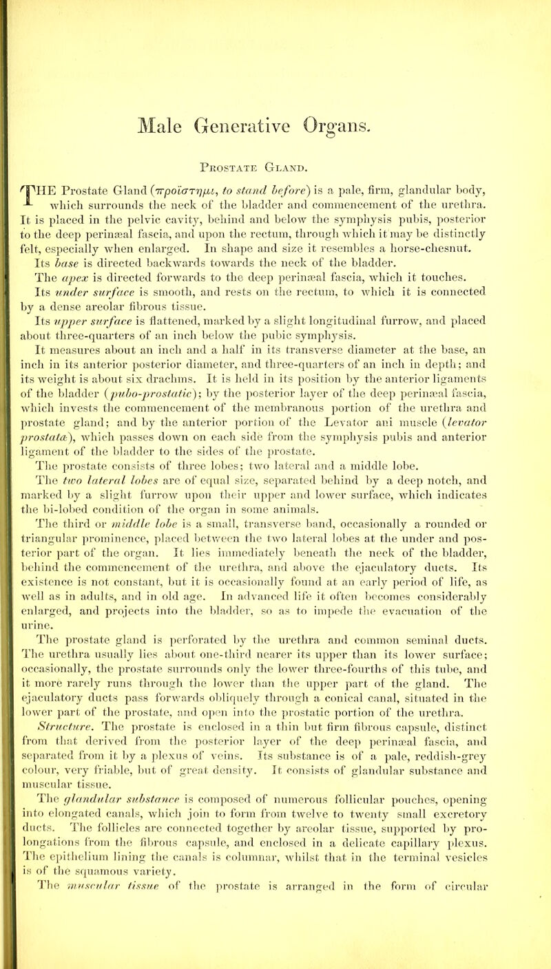 Male Generative Organs. Prostate Gland. ^jPlIE Prostate Gland (7Tpolarggi, to stand before) is a pale, firm, glandular body, J*- which surrounds the neck of the bladder and commencement of the urethra. It is placed in the pelvic cavity, behind and below the symphysis pubis, posterior to the deep perinaeal fascia, and upon the rectum, through which it may be distinctly felt, especially when enlarged. In shape and size it resembles a liorse-chesnut. Its base is directed backwards towards the neck of the bladder. The apex is directed forwards to the deep perinaeal fascia, which it touches. Its under surface is smooth, and rests on the rectum, to which it is connected by a dense areolar fibrous tissue. Its tipper surface is flattened, marked by a slight longitudinal furrow, and placed about three-quarters of an inch below the pubic symphysis. It measures about an inch and a half in its transverse diameter at the base, an inch in its anterior posterior diameter, and three-quarters of an inch in depth; and its weight is about six drachms. It is held in its position by the anterior ligaments of the bladder {pubo-pr astatic); by the posterior layer of the deep fieri meal fascia, which invests the commencement of the membranous portion of the urethra and prostate gland; and by the anterior portion of the Levator ani muscle (levator prostata), which passes down on each side from the symphysis pubis and anterior ligament of the bladder to the sides of the prostate. The prostate consists of three lobes; two lateral and a middle lobe. The two lateral lobes are of equal size, separated behind by a deep notch, and marked by a slight furrow upon their upper and lower surface, which indicates the bi-lobed condition of the organ in some animals. The third or middle lobe is a small, transverse band, occasionally a rounded or triangular prominence, placed between the two lateral lobes at the under and pos- terior part of the organ. It lies immediately beneath the neck of the bladder, behind the commencement of the urethra, and above the ejaculatory ducts. Its existence is not constant, but it is occasionally found at an early period of life, as well as in adults, and in old age. In advanced life it often becomes considerably enlarged, and projects into the bladder, so as to impede the evacuation of the urine. The prostate gland is perforated by the urethra and common seminal ducts. The urethra usually lies about one-third nearer its upper than its lower surface; occasionally, the prostate surrounds only the lower three-fourths of this tube, and it more rarely runs through the lower than the upper part of the gland. The ejaculatory ducts pass forwards obliquely through a conical canal, situated in the lower part of the prostate, and open into the prostatic portion of the urethra. Structure. The prostate is enclosed in a thin but firm fibrous capsule, distinct from that derived from the posterior layer of the deep perinasal fascia, and separated from it by a plexus of veins. Its substance is of a pale, reddish-grey colour, very friable, but of great density. It consists of glandular substance and muscular tissue. The glandular substance is composed of numerous follicular pouches, opening into elongated canals, which join to form from twelve to twenty small excretory ducts. The follicles are connected together by areolar tissue, supported by pro- longations from the fibrous capsule, and enclosed in a delicate capillary plexus. The epithelium lining the canals is columnar, whilst that in the terminal vesicles is of the squamous variety. The muscular tissue of the prostate is arranged in the form of circular