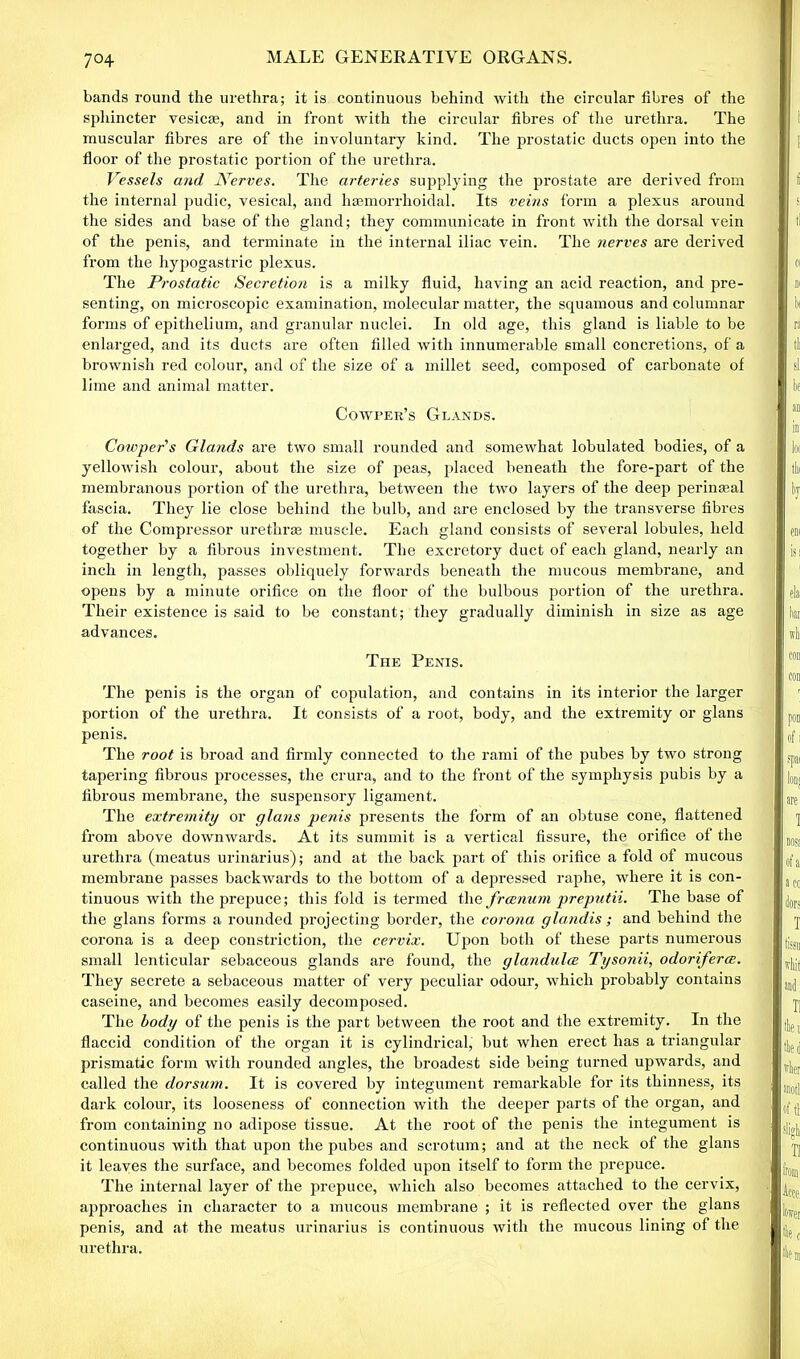 bands round the urethra; it is continuous behind with the circular fibres of the sphincter vesicoe, and in front with the circular fibres of the urethra. The muscular fibres are of the involuntary kind. The prostatic ducts open into the floor of the prostatic portion of the urethra. Vessels and Nerves. The arteries supplying the prostate are derived from the internal pudic, vesical, and haemorrhoidal. Its veins form a plexus around the sides and base of the gland; they communicate in front with the dorsal vein of the penis, and terminate in the internal iliac vein. The nerves are derived from the hypogastric plexus. The Prostatic Secretion is a milky fluid, having an acid reaction, and pre- senting, on microscopic examination, molecular matter, the squamous and columnar forms of epithelium, and granular nuclei. In old age, this gland is liable to be enlarged, and its ducts are often filled with innumerable small concretions, of a brownish red colour, and of the size of a millet seed, composed of carbonate of lime and animal matter. Cowper’s Glands. Cowper's Glands are two small rounded and somewhat lobulated bodies, of a yellowish colour, about the size of peas, placed beneath the fore-part of the membranous portion of the urethra, between the two layers of the deep perinceal fascia. They lie close behind the bulb, and are enclosed by the transverse fibres of the Compressor urethras muscle. Each gland consists of several lobules, held together by a fibrous investment. The excretory duct of each gland, nearly an inch in length, passes obliquely forwards beneath the mucous membrane, and opens by a minute orifice on the floor of the bulbous portion of the urethra. Their existence is said to be constant; they gradually diminish in size as age advances. The Penis. The penis is the organ of copulation, and contains in its interior the larger portion of the urethra. It consists of a root, body, and the extremity or glans penis. The root is broad and firmly connected to the rami of the pubes by two strong tapering fibrous processes, the crura, and to the front of the symphysis pubis by a fibrous membrane, the suspensory ligament. The extremity or glans penis presents the form of an obtuse cone, flattened from above downwards. At its summit is a vertical fissure, the orifice of the urethra (meatus urinarius); and at the back part of this orifice a fold of mucous membrane passes backwards to the bottom of a depressed raphe, where it is con- tinuous with the prepuce; this fold is termed the frcenum preputii. The base of the glans forms a rounded projecting border, the corona glandis; and behind the corona is a deep constriction, the cervix. Upon both of these parts numerous small lenticular sebaceous glands are found, the glandulce Tysonii, odoriferce. They secrete a sebaceous matter of very peculiar odour, which probably contains caseine, and becomes easily decomposed. The body of the penis is the part between the root and the extremity. In the flaccid condition of the organ it is cylindrical, but when erect has a triangular prismatic form with rounded angles, the broadest side being turned upwards, and called the dorsum. It is covered by integument remarkable for its thinness, its dark colour, its looseness of connection with the deeper parts of the organ, and from containing no adipose tissue. At the root of the penis the integument is continuous Avith that upon the pubes and scrotum; and at the neck of the glans it leaves the surface, and becomes folded upon itself to form the prepuce. The internal layer of the prepuce, which also becomes attached to the cervix, approaches in character to a mucous membrane ; it is reflected over the glans penis, and at the meatus urinarius is continuous with the mucous lining of the urethra.