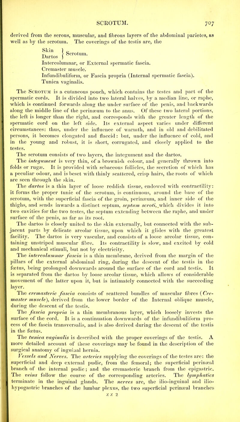 SCROTUM. 7°7 derived from the serous, muscular, and fibrous layers of the abdominal parietes, as well as by the scrotum. The coverings of the testis are, the The Scrotum is a cutaneous pouch, which contains the testes and part of the spermatic cords. It is divided into two lateral halves, by a median line, or raphe, which is continued forwards along the under surface of the penis, and backwards along the middle line of the perinseum to the anus. Of these two lateral portions, the left is longer than the right, and corresponds with the greater length of the spermatic cord on the left side. Its external aspect varies under different circumstances: thus, under the influence of warmth, and in old and debilitated persons, it becomes elongated and flaccid: but, under the influence of cold, and in the young and robust, it is short, corrugated, and closely applied to the testes. The scrotum consists of two layers, the integument and the dartos. The integument is very thin, of a brownish colour, and generally thrown into folds or rugae. It is provided with sebaceous follicles, the secretion of which has a peculiar odour, and is beset with thinly scattered, crisp hairs, the roots of which are seen through the skin. The dartos is a thin layer of loose reddish tissue, endowed with contractility: it forms the proper tunic of the scrotum, is continuous, around the base of the scrotum, with the superficial fascia of the groin, perinaeum, and inner side of the thighs, and sends inwards a distinct septum, septum scroti,.which divides it into two cavities for the two testes, the septum extending between the raphe, and under surface of the penis, as far as its root. The dartos is closely united to the skin externally, but connected with the sub- jacent parts by delicate areolar tissue, upon which it glides with the greatest facility. The dartos is very vascular, and consists of a loose areolar tissue, con- taining unstriped muscular fibre. Its contractility is slow, and excited by cold and mechanical stimuli, but not by electricity. The intercolumnar fascia is a thin membrane, derived from the margin of the pillars of the external abdominal ring, during the descent of the testis in the foetus, being prolonged downwards around the surface of the cord and testis. It is separated from the dartos by loose areolar tissue, which allows of considerable movement of the latter upon it, but is intimately connected with the succeeding layer. The cremasteric fascia consists of scattered bundles of muscular fibres (Cre- master muscle), derived from the lower border of the Internal oblique muscle, during the descent of the testis. The fascia, propria is a thin membranous layer, which loosely invests the surface of the cord. It is a continuation downwards of the infundibuliform pro- cess of the fascia transversalis, and is also derived during the descent of the testis in the foetus. The tunica vaginalis is described with the proper coverings of the testis. A more detailed account of these coverings may be found in the description of the surgical anatomy of inguinal hernia. Vessels and Nerves. The arteries supplying the coverings of the testes are: the superficial and deep external pudic, from the femoral; the superficial peri meal branch of the internal pudic; and the cremasteric branch from the epigastric. The veins follow the course of the corresponding arteries. The lymphatics terminate in the inguinal glands. The nerves are, the ilio-inguinal and ilio- hypogastric branches of the lumbar plexus, the two superficial perinteal branches Intercolumnar, or External spermatic fascia. Cremaster muscle. Infundibuliform, or Fascia propria (Internal spermatic fascia). Tunica vaginalis. z z 2