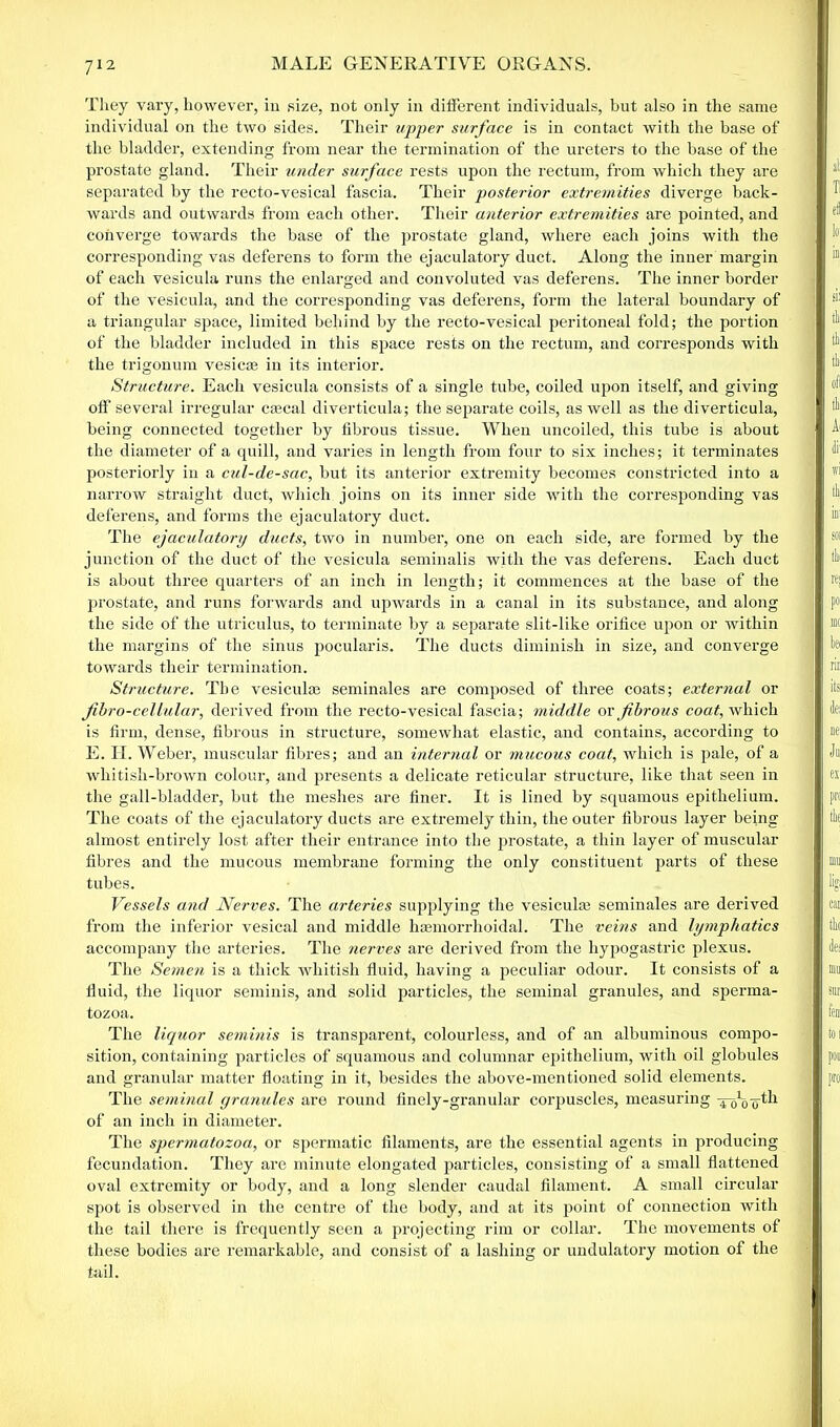 They vary, however, in size, not only in different individuals, but also in the same individual on the two sides. Their upper surface is in contact with the base of the bladder, extending from near the termination of the ureters to the base of the prostate gland. Their under surface rests upon the rectum, from which they are separated by the recto-vesical fascia. Their posterior extremities diverge back- wards and outwards from each other. Their anterior extremities are pointed, and converge towards the base of the prostate gland, where each joins with the corresponding vas deferens to form the ejaculatory duct. Along the inner margin of each vesicula runs the enlarged and convoluted vas deferens. The inner border of the vesicula, and the corresponding vas deferens, form the lateral boundary of a triangular space, limited behind by the recto-vesical peritoneal fold; the portion of the bladder included in this space rests on the rectum, and corresponds with the trigonum vesicse in its interior. Structure. Each vesicula consists of a single tube, coiled upon itself, and giving off several irregular emcal diverticula; the separate coils, as well as the diverticula, being connected together by fibrous tissue. When uncoiled, this tube is about the diameter of a quill, and varies in length from four to six inches; it terminates posteriorly in a cul-de-sac, but its anterior extremity becomes constricted into a narrow straight duct, which joins on its inner side with the corresponding vas deferens, and forms the ejaculatory duct. The ejaculatory ducts, two in number, one on each side, are formed by the junction of the duct of the vesicula seminalis with the vas deferens. Each duct is about three quarters of an inch in length; it commences at the base of the prostate, and runs forwards and upwards in a canal in its substance, and along the side of the utriculus, to terminate by a separate slit-like orifice upon or within the margins of the sinus pocularis. The ducts diminish in size, and converge towards their termination. Structure. The vesicula; seminales are composed of three coats; external or fibro-cellular, derived from the recto-vesical fascia; middle or fibrous coat, which is firm, dense, fibrous in structure, somewhat elastic, and contains, according to E. II. Weber, muscular fibres; and an internal or mucous coat, which is pale, of a wliitish-brown colour, and presents a delicate reticular structure, like that seen in the gall-bladder, but the meshes are finer. It is lined by squamous epithelium. The coats of the ejaculatory ducts are extremely thin, the outer fibrous layer being almost entirely lost after their entrance into the prostate, a thin layer of muscular fibres and the mucous membrane forming the only constituent parts of these tubes. Vessels and Nerves. The arteries supplying the vesicula; seminales are derived from the inferior vesical and middle hasmorrhoidal. The veins and lymphatics accompany the artei'ies. The nerves are derived from the hypogastric plexus. The Semen is a thick whitish fluid, having a peculiar odour. It consists of a fluid, the liquor seminis, and solid particles, the seminal granules, and sperma- tozoa. The liquor seminis is transparent, colourless, and of an albuminous compo- sition, containing particles of squamous and columnar epithelium, with oil globules and granular matter floating in it, besides the above-mentioned solid elements. The seminal granules are round finely-granular corpuscles, measuring -r6lo'o^1 of an inch in diameter. The spermatozoa, or spermatic filaments, are the essential agents in producing fecundation. They are minute elongated particles, consisting of a small flattened oval extremity or body, and a long slender caudal filament. A small circular spot is observed in the centre of the body, and at its point of connection with the tail there is frequently seen a projecting rim or collar. The movements of these bodies are remarkable, and consist of a lashing or undulatory motion of the tail.