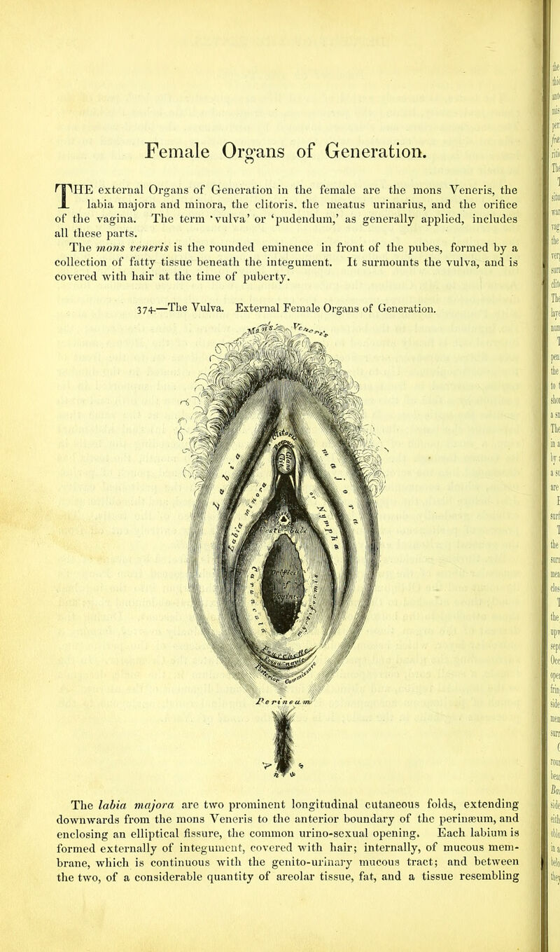 Female Organs of Generation. o THE external Organs of Generation in the female are the mons Yeneris, the labia majora and minora, the clitoris, the meatus urinarius, and the orifice of the vagina. The term vulva’ or ‘pudendum,’ as generally applied, includes all these parts. The mons veneris is the rounded eminence in front of the pubes, formed by a collection of fatty tissue beneath the integument. It surmounts the vulva, and is covered with hair at the time of puberty. 37+.—The Vulva. External Female Organs of Generation. The labia majora are two prominent longitudinal cutaneous folds, extending downwards from the mons Yeneris to the anterior boundary of the perinreum, and enclosing an elliptical fissure, the common urino-sexual opening. Each labium is formed externally of integument, covered with hair; internally, of mucous mem- brane, which is continuous with the genito-urinary mucous tract; and between the two, of a considerable quantity of areolar tissue, fat, and a tissue resembling