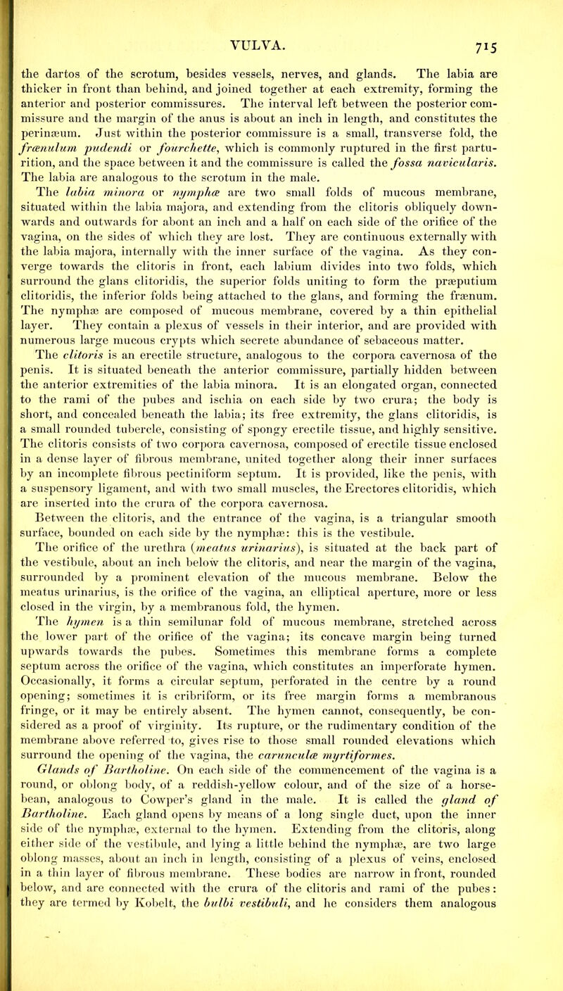YULYA. 7*5 the dartos of the scrotum, besides vessels, nerves, and glands. The labia are thicker in front than behind, and joined together at each extremity, forming the anterior and posterior commissures. The interval left between the posterior com- missure and the margin of the anus is about an inch in length, and constitutes the perinaeum. Just within the posterior commissure is a small, transverse fold, the frcenulum pudendi or fourchette, which is commonly ruptured in the first partu- rition, and the space between it and the commissure is called the fossa navicularis. The labia are analogous to the scrotum in the male. The labia minora or nymph ce are two small folds of mucous membrane, situated within the labia majora, and extending from the clitoris obliquely down- wards and outwards for abont an inch and a half on each side of the orifice of the vagina, on the sides of which they are lost. They are continuous externally with the labia majora, internally with the inner surface of the vagina. As they con- verge towards the clitoris in front, each labium divides into two folds, which surround the glans clitoridis, the superior folds uniting to form the pragputium clitoridis, the inferior folds being attached to the glans, and forming the frsenum. The nymph® are composed of mucous membrane, covered by a thin epithelial layer. They contain a plexus of vessels in their interior, and are provided with numerous large mucous crypts which secrete abundance of sebaceous matter. The clitoris is an erectile structure, analogous to the corpora cavernosa of the penis. It is situated beneath the anterior commissure, partially hidden between the anterior extremities of the labia minora. It is an elongated organ, connected to the rami of the pubes and ischia on each side by two crura; the body is short, and concealed beneath the labia; its free extremity, the glans clitoridis, is a small rounded tubercle, consisting of spongy erectile tissue, and highly sensitive. The clitoris consists of two corpora cavernosa, composed of erectile tissue enclosed in a dense layer of fibrous membrane, united together along their inner surfaces by an incomplete fibrous pectiniform septum. It is provided, like the penis, with a suspensory ligament, and with two small muscles, the Erectores clitoridis, which are inserted into the crura of the corpora cavernosa. Between the clitoris, and the entrance of the vagina, is a triangular smooth surface, bounded on each side by the nymph®: this is the vestibule. The orifice of the urethra (meatus urmarius), is situated at the back part of the vestibule, about an inch below the clitoris, and near the margin of the vagina, surrounded by a prominent elevation of the mucous membrane. Below the meatus urinarius, is the orifice of the vagina, an elliptical aperture, more or less closed in the virgin, by a membranous fold, the hymen. The hymen is a thin semilunar fold of mucous membrane, stretched across the lower part of the orifice of the vagina; its concave margin being turned upwards towards the pubes. Sometimes this membrane forms a complete septum across the orifice of the vagina, which constitutes an imperforate hymen. Occasionally, it forms a circular septum, perforated in the centre by a round opening; sometimes it is cribriform, or its free margin forms a membranous fringe, or it may be entirely absent. The hymen cannot, consequently, be con- sidered as a proof of virginity. Its rupture, or the rudimentary condition of the membrane above referred to, gives rise to those small rounded elevations which surround the opening of the vagina, the caruneulce myrtiformes. Glands of Bartholine. On each side of the commencement of the vagina is a round, or oblong body, of a reddish-yellow colour, and of the size of a horse- bean, analogous to Cowper’s gland in the male. It is called the gland of Bartholine. Each gland opens by means of a long single duct, upon the inner side of the nymph®, external to the hymen. Extending from the clitoris, along either side of the vestibule, and lying a little behind the nymph®, are two large oblong masses, about an inch in length, consisting of a plexus of veins, enclosed in a thin layer of fibrous membrane. These bodies are narrow in front, rounded below, and are connected with the crura of the clitoris and rami of the pubes: they are termed by Kobelt, the bvlbi vestibuli, and he considers them analogous