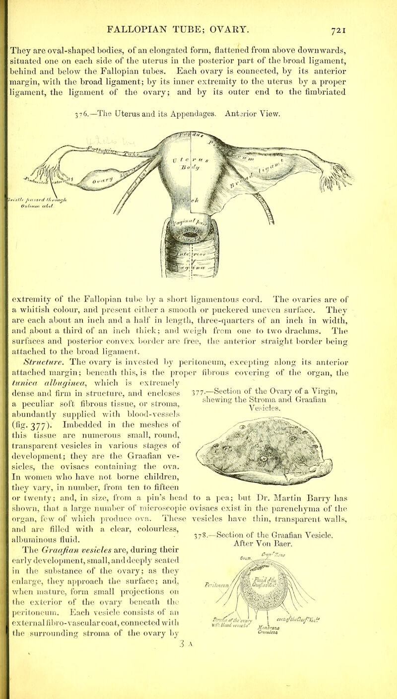 FALLOPIAN TUBE; OVARY. They are oval-shaped bodies, of an elongated form, flattened from above downwards, situated one on each side of the uterus in the posterior part of the broad ligament, behind and below the Fallopian tubes. Each ovary is connected, by its anterior margin, with the broad ligament ; by its inner extremity to the uterus by a proper ligament, the ligament of the ovary; and by its outer end to the fimbriated 376.—The Uterus and its Appendages. Anterior View. if th roufjlt. extremity of the Fallopian tube by a short ligamentous cord. The ovaries are of a whitish colour, and present either a smooth or puckered uneven surface. They are each about an inch and a half in length, three-quarters of an inch in width, and jabout a third of an inch thick; and weigh from one to two drachms. The surfaces and posterior convex border are free, the anterior straight border being attached to the broad ligament. Structure. The ovary is invested by peritoneum, excepting along its anterior attached margin; beneath this, is the proper fibrous covering of the organ, the tunica albuginea, which is extremely i dense and firm in structure, and encloses a peculiar soft fibrous tissue, or stroma, abundantly supplied with blood-vessels (fig. 377). Imbedded in the meshes of j this tissue are numerous small, round, I! transparent vesicles in various stages of I development; they are the Graafian ve- I sides, the ovisacs containing the ova. In women who have not borne children, I they vary, in number, from ten to fifteen I or twenty; and, in size, from a pin’s heat ! shown, that a large number of microscopic organ, few of which produce ova. These and are filled with a clear, colourless, albuminous fluid. The Graafian vesicles are, during their early development, small, and deeply seated in the substance of the ovary; as they enlarge, they approach the surface; and, I when mature, form small projections on I the exterior of the ovary beneath the I peritoneum. Each vesicle consists of an I external fibro-vascular coat, connected with I the surrounding stroma of the ovary hjr 377.—Section of the Ovary of a Virgin, shewing the Stroma and Graafian Vesicles. I to a pea; but Dr. Martin Barry has ovisacs exist in the parenchyma of the vesicles have thin, transparent walls, 378.—Section of the Graafian Vesicle. After Von Baer.