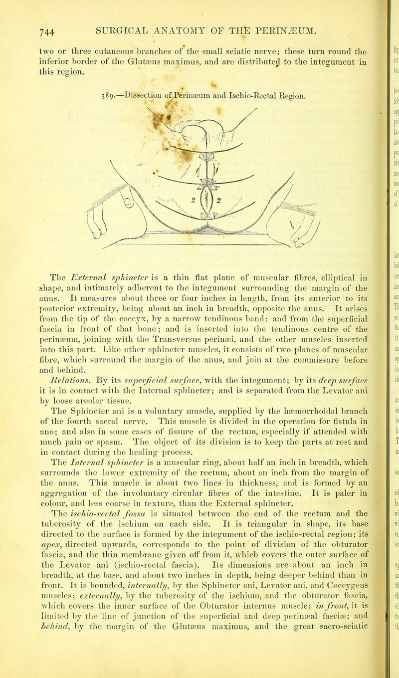 two or three cutaneous branches of the small sciatic nerve; these turn round the inferior border of the Gluteus maximus, and are distributed to the integument in this region. 389.—Dissection of Perineum and Ischio-Rectal Region. The External sphincter is a thin flat plane of muscular fibres, elliptical in shape, and intimately adherent to the integument surrounding the margin of the anus. It measures about three or four inches in length, from its anterior to its posterior extremity, being about an inch in breadth, opposite the anus. It arises from the tip of the coccyx, by a narrow tendinous band; and from the superficial fascia in front of that bone; and is inserted into the tendinous centre of the perinasum, joining with the Transversus peri nan', and the other muscles inserted into this part. Like other sphincter muscles, it consists of two planes of muscular fibre, which surround the margin of the anus, and join at the commissure before and behind. Relations. By its superficial surface, with the integument; by its deep surface it is in contact with the Internal sphincter; and is separated from the Levator ani by loose areolar tissue. The Sphincter ani is a voluntary muscle, supplied by the hemorrhoidal branch of the fourth sacral nerve. This muscle is divided in the operation for fistula in ano; and also in some cases of fissure of the rectum, especially if attended with much pain or spasm. The object of its division is to keep the parts at rest and in contact during the healing process. The Internal sphincter is a muscular ring, about half an inch in breadth, which surrounds the lower extremity of the rectum, about an inch from the margin of the anus. This muscle is about two lines in thickness, and is formed by an aggregation of the involuntary circular fibres of the intestine. It is paler in colour, and less coarse in texture, than the External sphincter. The iscliio-rectal fossa is situated between the end of the rectum and the tuberosity of the ischium on each side. It is triangular in shape, its base directed to the surface is formed by the integument of the iscliio-rectal region; its apex, directed upwards, corresponds to the point of division of the obturator fascia, and the thin membrane given off from it, which covers the outer surface of the Levator ani (iscliio-rectal fascia). Its dimensions are about an inch in breadth, at the base, and about two inches in depth, being deeper behind than in front. It is bounded, internally, by the Sphincter ani, Levator ani, and Coccygeus muscles; externally, by the tuberosity of the ischium, and the obturator fascia, which covers the inner surface of the Obturator interims muscle; in front, it is limited by the line of junction of the superficial and deep perinaeal fascia;; and behind, by the margin of the Gluteus maximus, and the great sacro-sciatic