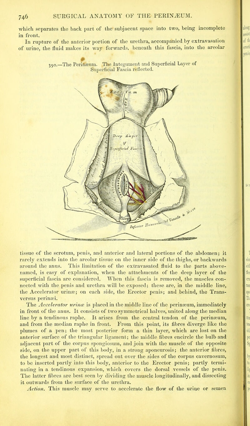 which separates the back part of the subjacent space into two, being incomplete in front. In rupture of the anterior portion of the urethra, accompanied by extravasation of urine, the fluid makes its way forwards, beneath this fascia, into the areolar 390.—The Perinseum. The Integument and Superficial Layer of Superficial Fascia reflected. tissue of the scrotum, penis, and anterior and lateral portions of the abdomen; it rarely extends into the areolar tissue on the inner side of the thighs, or backwards around the anus. This limitation of the extravasated fluid to the parts above- named, is easy of explanation, when the attachments of the deep layer of the superficial fascia are considered. When this fascia is removed, the muscles con- nected with the penis and urethra will be exposed; these are, in the middle line, the Accelerator urince; on each side, the Erector penis; and behind, the Trans- versus perinmi. The Accelerator urince is placed in the middle line of the perinasum, immediately in front of the anus. It consists of two symmetrical halves, united along the median line by a tendinous raphe. It arises from the central tendon of the perinajum, and from the median raphe in front. From this point, its fibres diverge like the plumes of a pen; the most posterior form a thin layer, which are lost on the anterior surface of the triangular ligament; the middle fibres encircle the bulb and adjacent part of the corpus spongiosum, and join with the muscle of the opposite side, on the upper part of this body, in a strong aponeurosis; the anterior fibres, the longest and most distinct, spread out over the sides of the corpus cavernosum, to be inserted partly into this body, anterior to the Erector penis; partly termi- nating in a tendinous expansion, which covers the dorsal vessels of the penis. The latter fibres are best seen by dividing the muscle longitudinally, and dissecting it outwards from the surface of the urethra. Action. This muscle may serve to accelerate the flow of the urine or semen