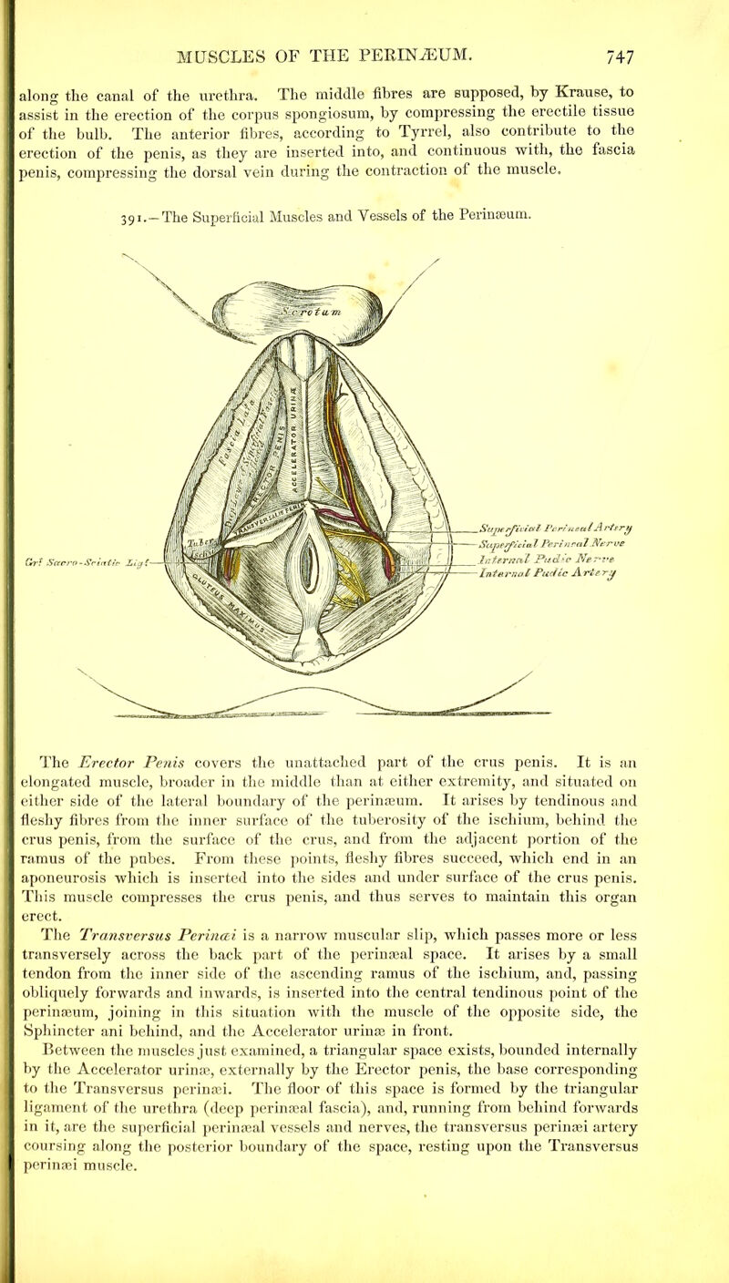 along the canal of the urethra. The middle fibres are supposed, by Krause, to assist in the erection of the corpus spongiosum, by compressing the erectile tissue of the bulb. The anterior fibres, according to Tyrrel, also contribute to the erection of the penis, as they are inserted into, and continuous with, the fascia penis, compressing the dorsal vein during the contraction of the muscle. 391.—The Superficial Muscles and Vessels of the Perinseum. Crt Sceero-Sciatic LLg Perinea / A rtrrif Superficial Perineal.Nerve Internal Pud*? Ner*z’e- Intarnal Puciic A rie rf The Erector Penis covers the unattached part of the crus penis. It is an elongated muscle, broader in the middle than at either extremity, and situated on either side of the lateral boundary of the perinseum. It arises by tendinous and fleshy fibres from the inner surface of the tuberosity of the ischium, behind the crus penis, from the surface of the crus, and from the adjacent portion of the ramus of the pubes. From these points, fleshy fibres succeed, which end in an aponeurosis which is inserted into the sides and under surface of the crus penis. This muscle compresses the crus penis, and thus serves to maintain this organ erect. The Transversus Perincei is a narrow muscular slip, which passes more or less transversely across the back part of the perinaeal space. It arises by a small tendon from the inner side of the ascending ramus of the ischium, and, passing obliquely forwards and inwards, is inserted into the central tendinous point of the perinreum, joining in this situation with the muscle of the opposite side, the Sphincter ani behind, and the Accelerator urinte in front. Between the muscles just examined, a triangular space exists, bounded internally by the Accelerator crime, externally by the Erector penis, the base corresponding to the Transversus perina:i. The floor of this space is formed by the triangular ligament of the urethra (deep perinatal fascia), and, running from behind forwards in it, are the superficial perin seal vessels and nerves, the transversus perinasi artery coursing along the posterior boundary of the space, resting upon the Transversus perinsei muscle.