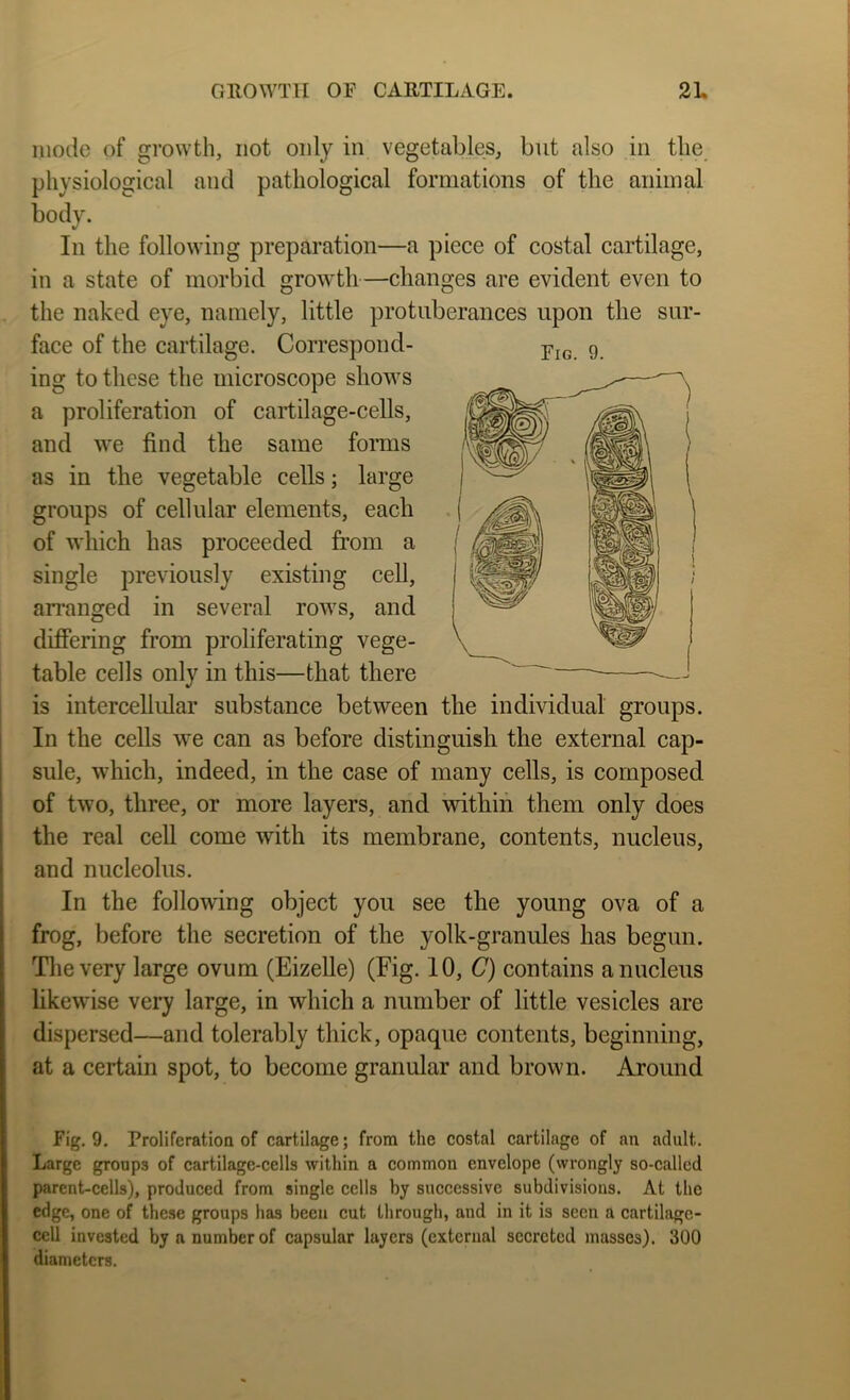 Fig. 9. mode of growth, not only in vegetables, but also in the physiological and pathological formations of the animal body. In the following preparation—a piece of costal cartilage, in a state of morbid growth—changes are evident even to the naked eye, namely, little protuberances upon tlie sur- face of the cartilage. Correspond- ing to these the microscope shows a proliferation of cartilage-cells, and we find the same forms as in the vegetable cells; large groups of cellular elements, each of which has proceeded from a single previously existing cell, an’anged in several rows, and differing from proliferating vege- table cells only in this—that there is intercellular substance between the individual groups. In the cells we can as before distinguish the external cap- sule, which, indeed, in the case of many cells, is composed of two, three, or more layers, and within them only does the real cell come with its membrane, contents, nucleus, and nucleolus. In the following object you see the young ova of a frog, before the secretion of the yolk-granules has begun. The very large ovum (EizeUe) (Fig. 10, C) contains a nucleus hkewise very large, in which a number of little vesicles are dispersed—and tolerably thick, opaque contents, beginning, at a certain spot, to become granular and brown. Around Fig. 9. Proliferation of cartilage; from the costal cartilage of an adult. Large groups of cartilage-cells within a common envelope (wrongly so-called parent-cells), produced from single cells by successive subdivisions. At the edge, one of these groups has been cut through, and in it is seen a cartilage- cell invested by a number of capsular layers (external secreted masses). 300 diameters.