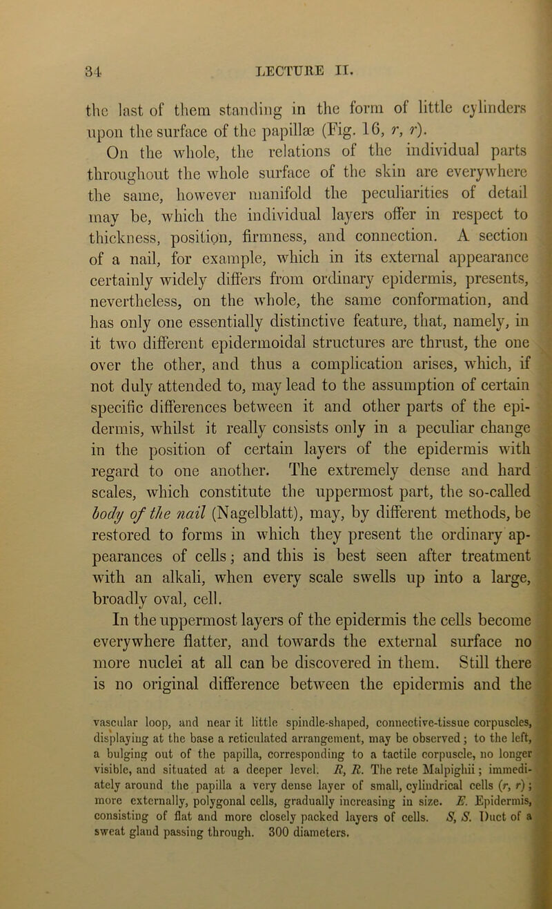 the last of them staTiding in the form of little cylinders npon the surface of the papillas (Fig. 16, r, r). On the whole, the relations of the individual parts throughout the whole surface of the skin are everywhere the same, however manifold the peculiarities of detail may be, which the individual layers ofier in respect to thickness, positign, firmness, and connection. A section of a nail, for example, which in its external appearance certainly widely differs from ordinary epidermis, presents, nevertheless, on the whole, the same conformation, and has only one essentially distinctive feature, that, namely, in it two different epidermoidal structures are thrust, the one over the other, and thus a complication arises, which, if not duly attended to, may lead to the assumption of certain specific differences between it and other parts of the epi- dermis, whilst it really consists only in a pecidiar change in the position of certain layers of the epidermis with regard to one another. The extremely dense and hard ^ scales, which constitute the uppermost part, the so-called body of the nail (Nagelblatt), may, by different methods, be |- restored to forms in which they present the ordinary ap- \ pearances of cells j and this is best seen after treatment ^ with an alkali, when every scale swells up into a large, ^ broadly oval, cell. | In the uppermost layers of the epidermis the cells become | everywhere flatter, and towards the external surface no i more nuclei at all can be discovered in them. Still there 1 is no original difference between the epidermis and the .■ vascular loop, and near it little spindle-shaped, connective-tissue corpuscles, a displaying at the base a reticulated arrangement, may be observed; to the left, a a bulging out of the papilla, corresponding to a tactile corpuscle, no longer ^ visible, and situated at a deeper level. i2, R. The rete Malpighii; iminedi- .V ately around the papilla a very dense layer of small, cylindrical cells (r, r); 9 more externally, polygonal cells, gradually increasing in size. E. Epidermis, ^ consisting of flat and more closely packed layers of cells. S, S. Duct of a * sweat gland passing through. 300 diameters.