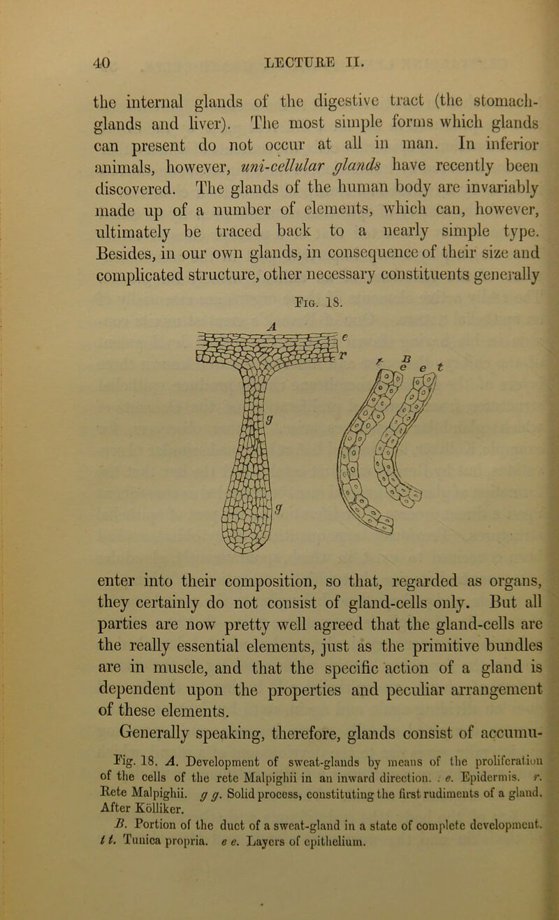 the internal glands of the digestive tract (the stomach- glands and liver). The most simple forms which glands can present do not occur at all in man. In inferior animals, however, uni-cellular glands have recently been discovered. The glands of the human body are invariably made up of a number of elements, which can, however, ultimately be traced back to a nearly simple type. Besides, in our own glands, in consequence of their size and complicated structure, other necessary constituents generally Eig. 18. A enter into their composition, so that, regarded as organs, they certainly do not consist of gland-cells only. But all parties are now pretty well agreed that the gland-cells are the reaUy essential elements, just as the primitive bundles are in muscle, and that the specific action of a gland is dependent upon the properties and peculiar arrangement of these elements. Generally speaking, therefore, glands consist of accumu- Eig. 18. A. Development of sweat-glands by means of the proliferation of the cells of the rete Malpighii in an inward direction. . e. Epidermis, r. Rete Malpighii. g g. Solid process, constituting the first rudiments of a glaud. After Kolliker. B. Portion of the duct of a sweat-gland in a state of complete dcvelopmcut. i t. Tunica propria, e e. Layers of epithelium.