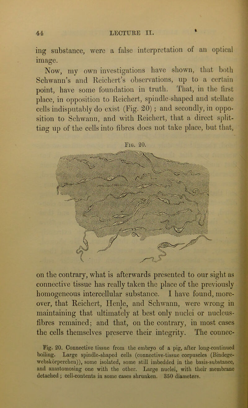 % ing substance, were a false interpretation of an optical image. Now, my own investigations have shown, that both Schwann’s and Reichert’s observations, up to a certain point, have some foundation in truth. That, in the first plaee, in opposition to Reichert, spindle-shaped and stellate cells indisputably do exist (Fig. 20); and secondly, in oppo- sition to Schwann, and with Reichert, that a direct split- ting up of the cells into fibres does not take place, but that, Eig. 20. on the contrary, what is afterwards presented to our sight as connective tissue has really taken the place of the previously homogeneous intercellular substance. I have found, more- over, that Reichert, Henle, and Schwann, were wrong in maintaining that ultimately at best only nuclei or nucleus- fibres remained; and that, on the contrary, in most cases the cells themselves preserve their integrity. The connec- Eig. 20. Connective tissue from tlie embryo of a pig, after long-continued boiling. Large spindle-shaped cells (connective-tissue corpuscles (Bindege- ■wcbskorpercheu)), some isolated, some still imbedded in the basis-substance, and anastomosing one with the other. Large nuclei, with their membrane detached ; ccll-contents in some cases shrunken. 350 diameters.