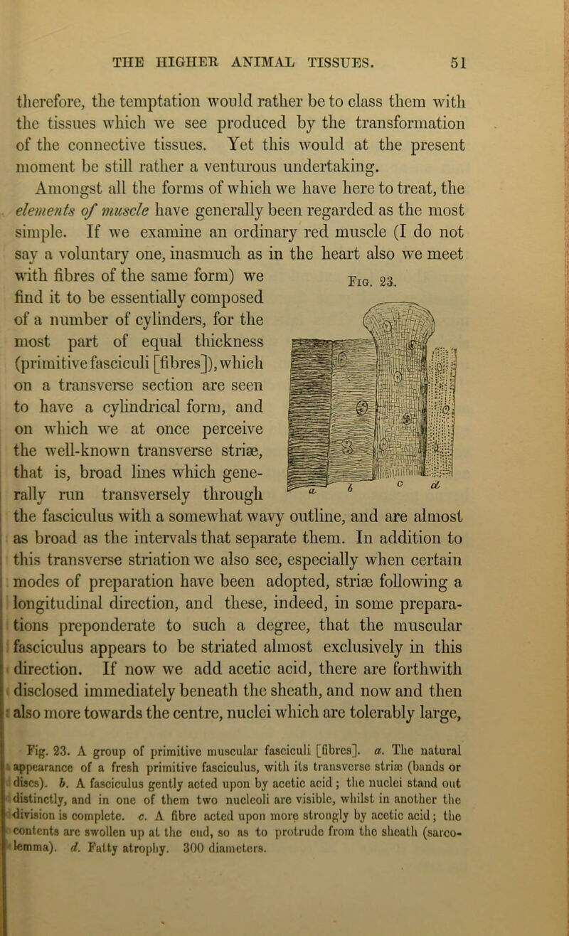 therefore, the temptation would rather be to class them with the tissues which we see produced by the transformation of the connective tissues. Yet this would at the present moment be still rather a ventiu’ous undertaking. Fig. 23. Amongst all the forms of which we have here to treat, the elements of muscle have generally been regarded as the most simple. If we examine an ordinary red muscle (I do not say a voluntary one, inasmuch as in the heart also we meet with fibres of the same form) we find it to be essentially composed of a number of cylinders, for the most part of equal thickness (primitive fasciculi [fibres]), which on a transverse section are seen to have a cylindrical form, and on which we at once perceive the well-known transverse strise, that is, broad lines which gene- rally run transversely through the fasciculus with a somewhat wavy outline, and are almost as broad as the intervals that separate them. In addition to this transverse striation we also see, especially when certain modes of preparation have been adopted, striae following a longitudinal direction, and these, indeed, in some prepara- tions preponderate to such a degree, that the muscular fascicidus appears to be striated almost exclusively in this direction. If now we add acetic acid, there are forthwith disclosed immediately beneath the sheath, and now and then r also more towards the centre, nuclei which are tolerably large. Fig. 23. A group of primitive muscular fasciculi [Qbres]. a. The natural • appearance of a fresh primitive fasciculus, with its transverse stria; (bands or discs), h. A fasciculus gently acted upon by acetic acid ; tlie nuclei stand out ' distinctly, and in one of them two nucleoli are visible, whilst in another the ■division is complete, c. A fibre acted upon more strongly by acetic acid; the t contents arc swollen up at the end, so as to protrude from the sheath (sarco- ' lemma), d. Fatty atrophy, 300 diameters.