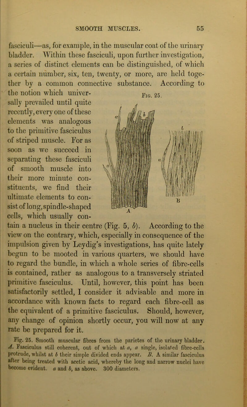 tasciculi—as, for example, in the muscular coat of the luinary bladder. Within these fasciculi, upon further investigation, a series of distinct elements can be distinguished, of which a certain number, six, ten, twenty, or more, are held toge- ther by a common connective substance. According to the notion which univer- sally prevailed until quite recently, every one of these elements was analogous to the primitive fasciculus of striped muscle. For as soon as we succeed in separating these fasciculi of smooth muscle into their more minute con- stituents, we find their ultimate elements to con- sist of long, spindle-shaped cells, which usually con- tain a nucleus in their centre (Fig. 5, d). According to the view on the contrary, which, especially in consequence of the impulsion given by Leydig’s investigations, has quite lately begun to be mooted in various quarters, we should have to regard the bundle, in which a whole series of fibre-cells is contained, rather as analogous to a transversely striated primitive fasciculus. Until, however, this point has been satisfactorily settled, I consider it advisable and more in accordance with known facts to regard each fibre-cell as the equivalent of a primitive fasciculus. Should, however, any change of opinion shortly occur, you will now at any rate be prepared for it. Fig. 25. Smooth muscular fibres from the parietes of tlie urinary bladder. Fasciculus still coherent, out of which at a, a single, isolated fibre-cells protrude, whilst at b their simple divided ends appear. B. A similar fasciculus after being treated with acetic acid, whereby the long and narrow nuelci have become evident, a and b, as above. 300 diameters.