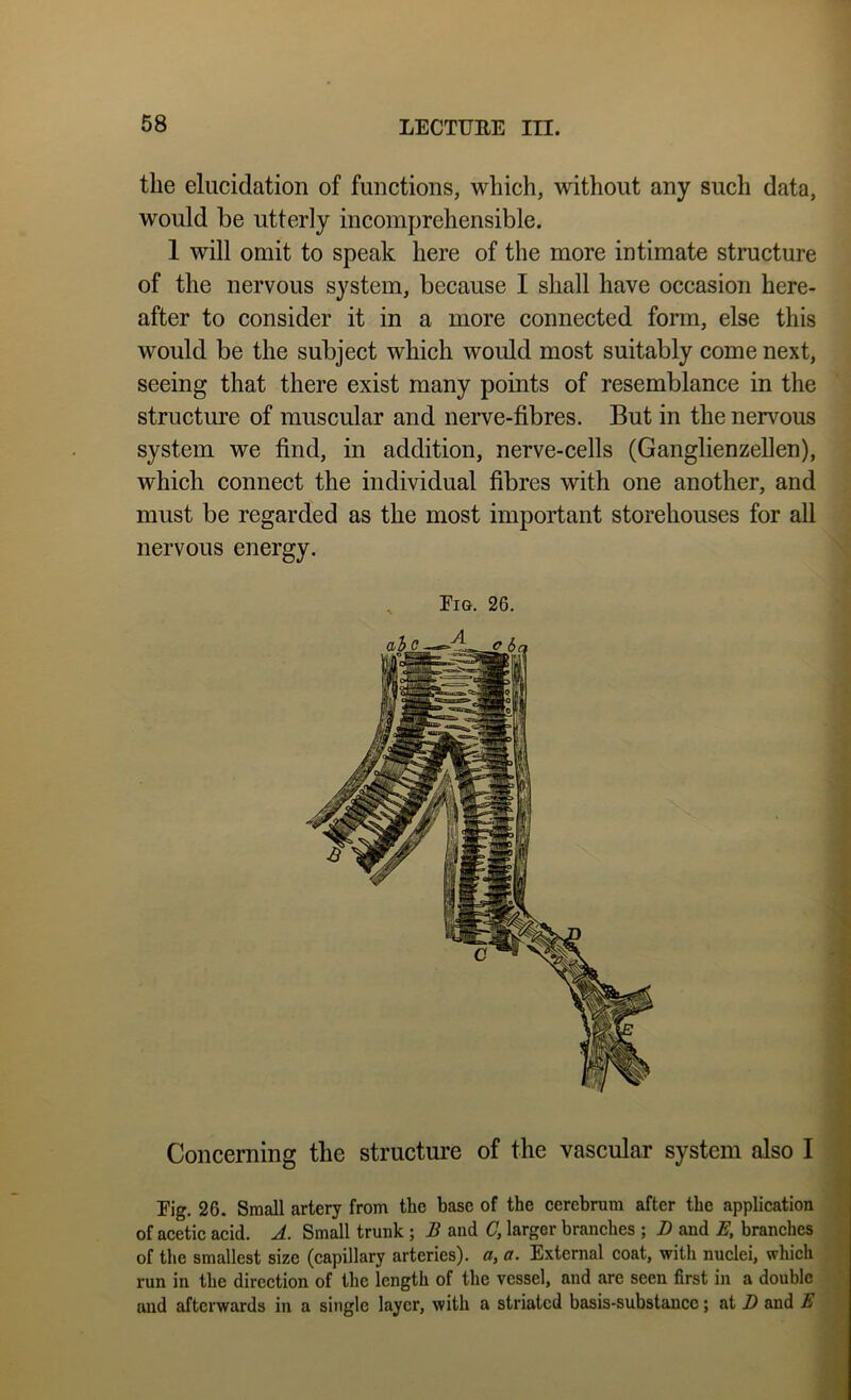 the elucidation of functions, which, without any such data, would be utterly incomprehensible. 1 will omit to speak here of the more intimate structure of the nervous system, because I shall have occasion here- after to consider it in a more connected form, else this would be the subject which would most suitably come next, seeing that there exist many points of resemblance in the structure of muscular and nerve-fibres. But in the nervous system we find, in addition, nerve-cells (Ganglienzellen), which connect the individual fibres with one another, and must be regarded as the most important storehouses for all nervous energy. Eig, 26. Concerning the structure of the vascular system also I Eig. 26. Small artery from the base of the cerebrum after the application of acetic acid. A. Small trunk ; B and C, larger branches ; D and E, branches of the smallest size (capillary arteries), a, a. External coat, with nuclei, which run in the direction of the length of the vessel, and are seen first in a double and afterwards in a single layer, with a striated basis-substance; at D and E