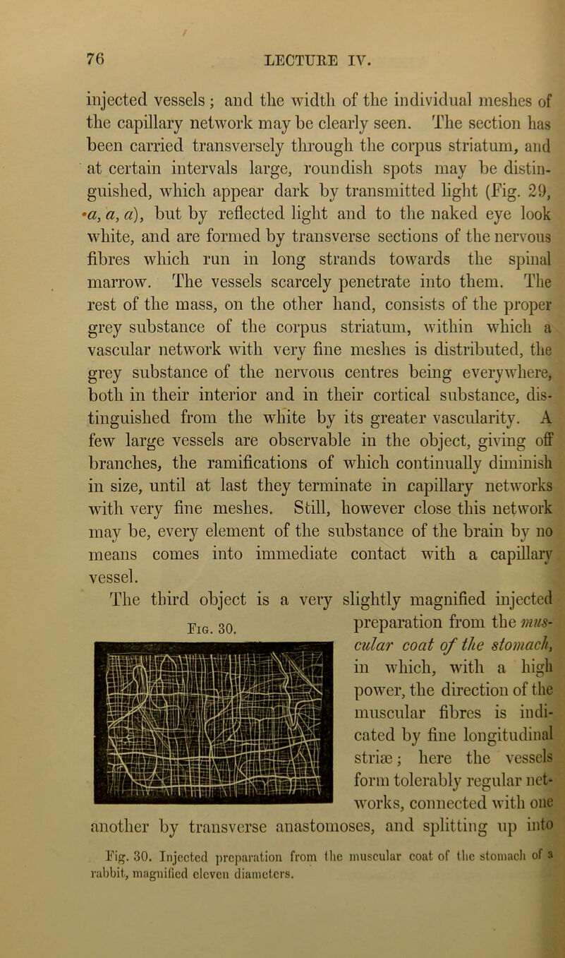 injected vessels; and the width of the individual meshes of the capillary network may be clearly seen. The section has been carried transversely through the corpus striatum, and at certain intervals large, roundish spots may be distin- guished, which appear dark by transmitted light (Fig. 29, •a, a, a), but by reflected light and to the naked eye look white, and are formed by transverse sections of the nervous fibres which run in long strands towards the spinal marrow. The vessels scarcely penetrate into them. The rest of the mass, on the other hand, consists of the proper grey substance of the corpus striatum, within which a vascular network with very fine meshes is distributed, the grey substance of the nervous centres being everywhere, both in their interior and in their cortical substance, dis- tinguished from the white by its greater vascularity. A few large vessels are observable in the object, giving off branches, the ramifications of which continually diminish in size, until at last they terminate in capillary networks with very fine meshes. Still, however close this network may be, every element of the substance of the brain by no means comes into immediate contact with a capillary vessel. The third object is a very slightly magnified injected preparation from the mus- cular coat of the stomach, in which, with a high power, the direction of the muscular fibres is indi- cated by fine longitudinal striae; here the vessels form tolerably regular net- works, connected with one another by transverse anastomoses, and splitting up into Fig. 30. Injected preparation from the muscular coat of the stomach of a rabbit, magnified eleven diameters. Fig. 30.