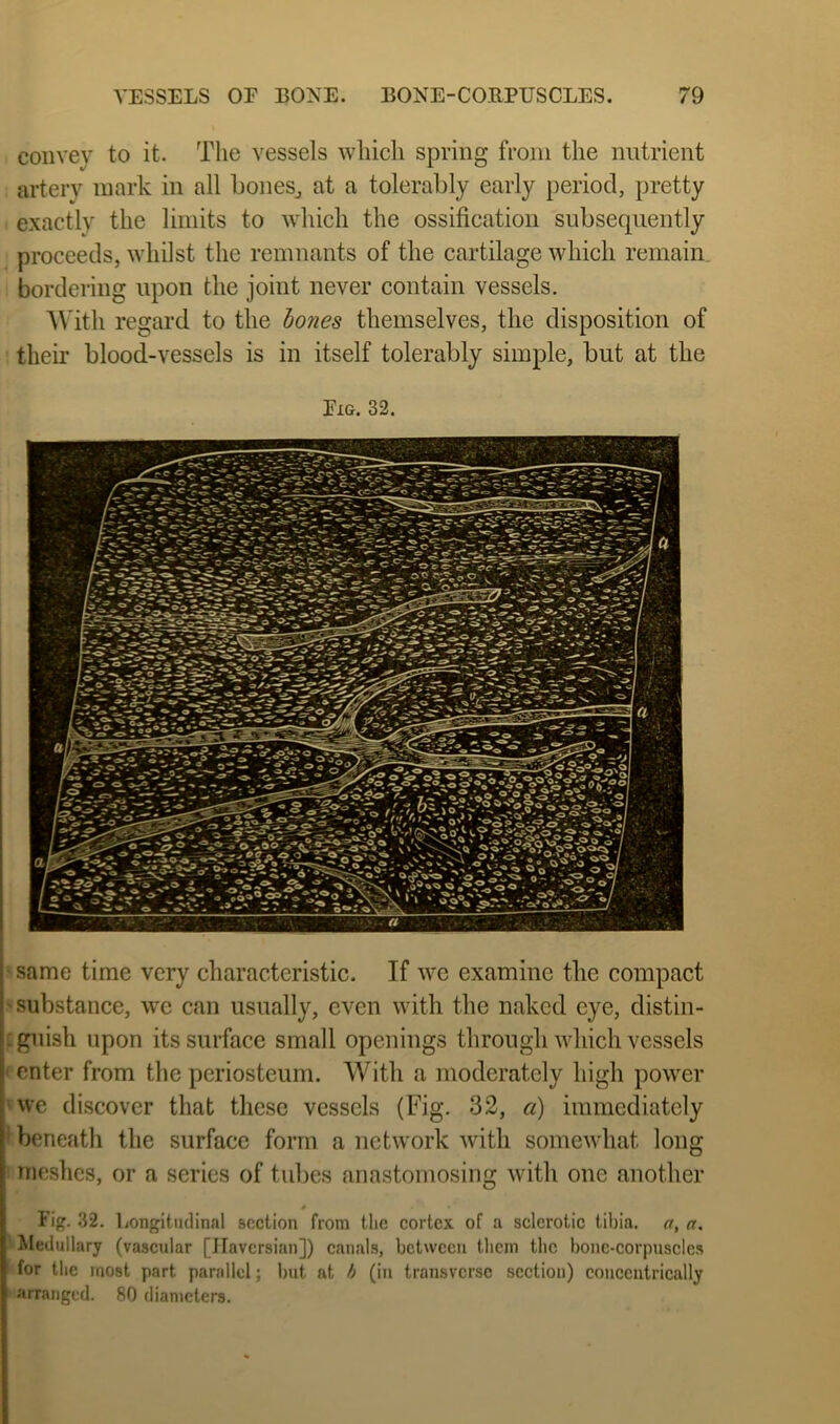 convey to it. The vessels which spring from the nutrient artery mark in all boneSj at a tolerably early period, pretty exactly the limits to which the ossification subsequently proceeds, whilst the remnants of the cartilage which remain bordering upon the joint never contain vessels. A\'ith regard to the hones themselves, the disposition of their blood-vessels is in itself tolerably simple, but at the Exg. 32. same time very characteristic. If wc examine the compact substance, we can usually, even with the naked eye, distin- guish upon its surface small openings through which vessels enter from the periosteum. With a moderately high power we discover that these vessels (Fig. 32, a) immediately beneatli the surface form a network with somewhat long meshes, or a series of tubes anastomosing with one another Fi. 32. Longitudinal section from the cortex, of a sclerotic tibia, a, a. Medullary (vascular [Jfaversian]) canals, between them the bone-corpuscles for the most part parallel; but at h (iu transverse section) concentrically arranged. 80 diameters.
