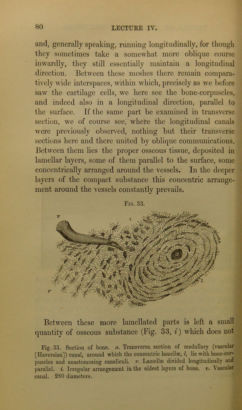 and, generally speaking, running longitudinally, for though they sometimes take a somewhat more oblique course inwardly, they still essentially maintain a longitudinal direction. Between these meshes there remain compara- tively wide interspaces, within which, precisely as we before saw the cartilage cells, we here see the bone-corpuscles, and indeed also in a longitudinal direction, parallel to the surface. If the same part be examined in transverse section, we of course see, where the longitudinal canals were previously observed, nothing but their transverse sections here and there united by oblique communications. Between them lies tbe proper osseous tissue, deposited in lamellar layers, some of them parallel to the surface, some concentrically arranged around the vessels. In tbe deeper layers of the compact substance this concentric arrange- ment around the vessels constantly prevails. Eig. 33. Between these more lamellated parts is left a small quantity of osseous substance (Fig. 33, i) which does not Eig. 33. Section of bone. a. Transverse, section of medullary (vascular [Haversian]) canal, around -which the concentric lamellse, I, lie with bone-cor- puscles and anastomosing canaliculi. r. Lamellaj divided longitudinally and ])arallel. i. Irregular arrangement in the oldest layers of bone. v. Vascular canal. 280 diameters.