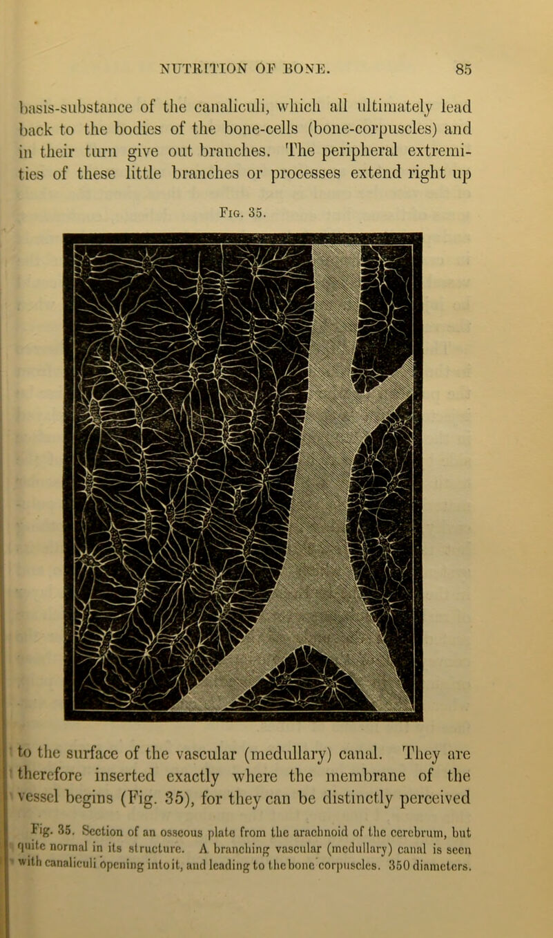 ])asis-substance of the canaliculi, which all ultimately lead back to the bodies of the bone-cells (bone-corpuscles) and in their turn give out branches. The peripheral extremi- ties of these little branches or processes extend right up Fig. 35. to the surface of the vascular (medullary) canal. They are therefore inserted exactly where the memlirane of the vessel begins (Fig. 35), for they can be distinctly perceived lig. 35. Section of an os.seous plate from the arachnoid of the cerebrum, but quite normal in its structure. A branching vascular (medullary) canal is seen with canaliculi opening into it, and leading to the bone corpuscles. 350 diameters.