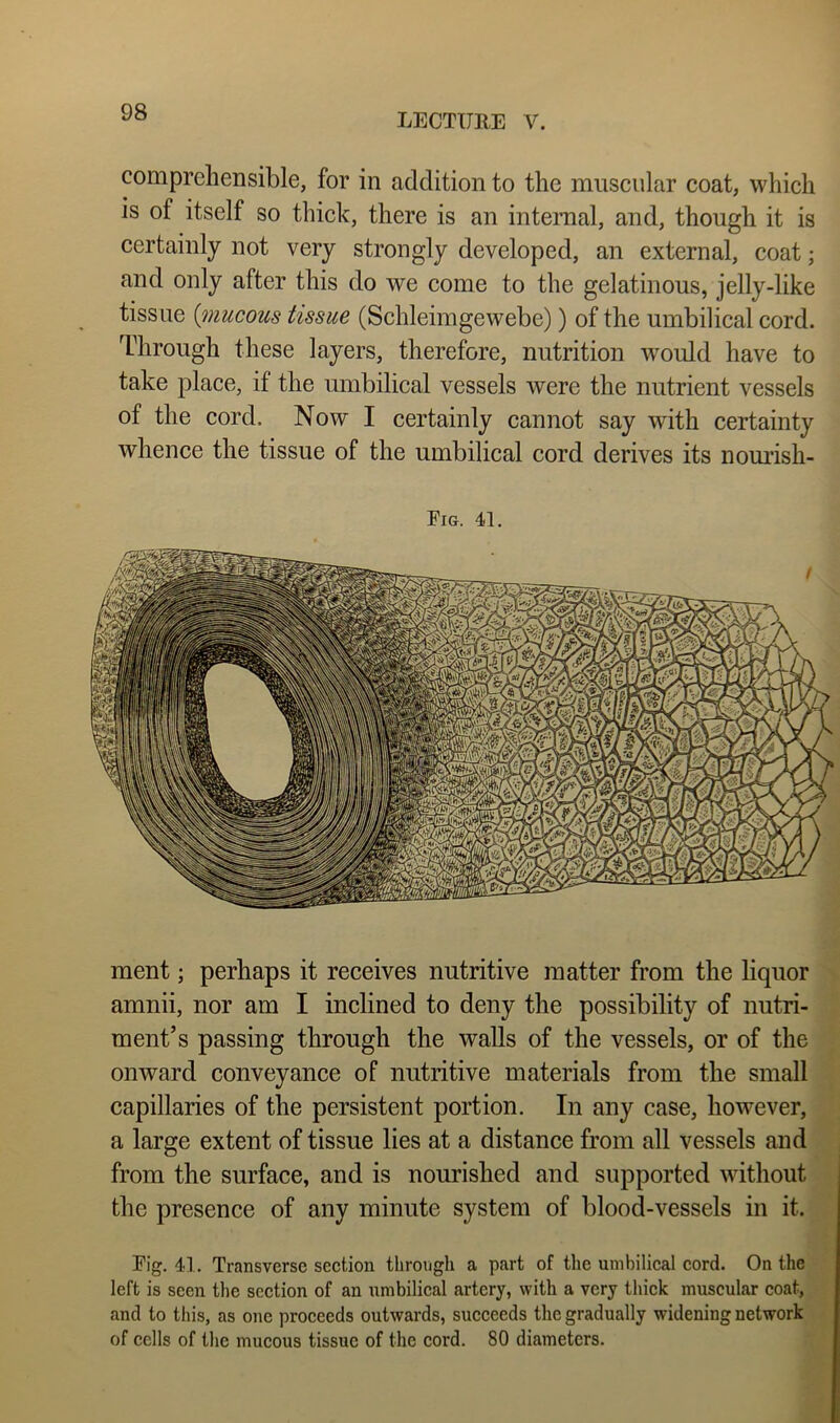 comprehensible, for in addition to the muscular coat, which is of itself so thick, there is an internal, and, though it is certainly not very strongly developed, an external, coat; and only after this do we come to the gelatinous, jelly-like tissue {mucous tissue (Schleimgewebe)) of the umbilical cord. Through these layers, therefore, nutrition would have to take place, if the umbilical vessels were the nutrient vessels of the cord. Now I certainly cannot say with certainty whence the tissue of the umbilical cord derives its nomish- Fig. 41. ment; perhaps it receives nutritive matter from the liquor amnii, nor am I inclined to deny the possibility of nutri- ment’s passing through the walls of the vessels, or of the onward conveyance of nutritive materials from the small capillaries of the persistent portion. In any case, however, a large extent of tissue lies at a distance from all vessels and from the surface, and is nourished and supported without . the presence of any minute system of blood-vessels in it. Fig. 41, Transverse section throngh a part of the umbilical cord. On the left is seen the section of an umbilical artery, with a very thick muscular coat, and to this, as one proceeds outwards, succeeds the gradually widening network of cells of the mucous tissue of the cord. 80 diameters.