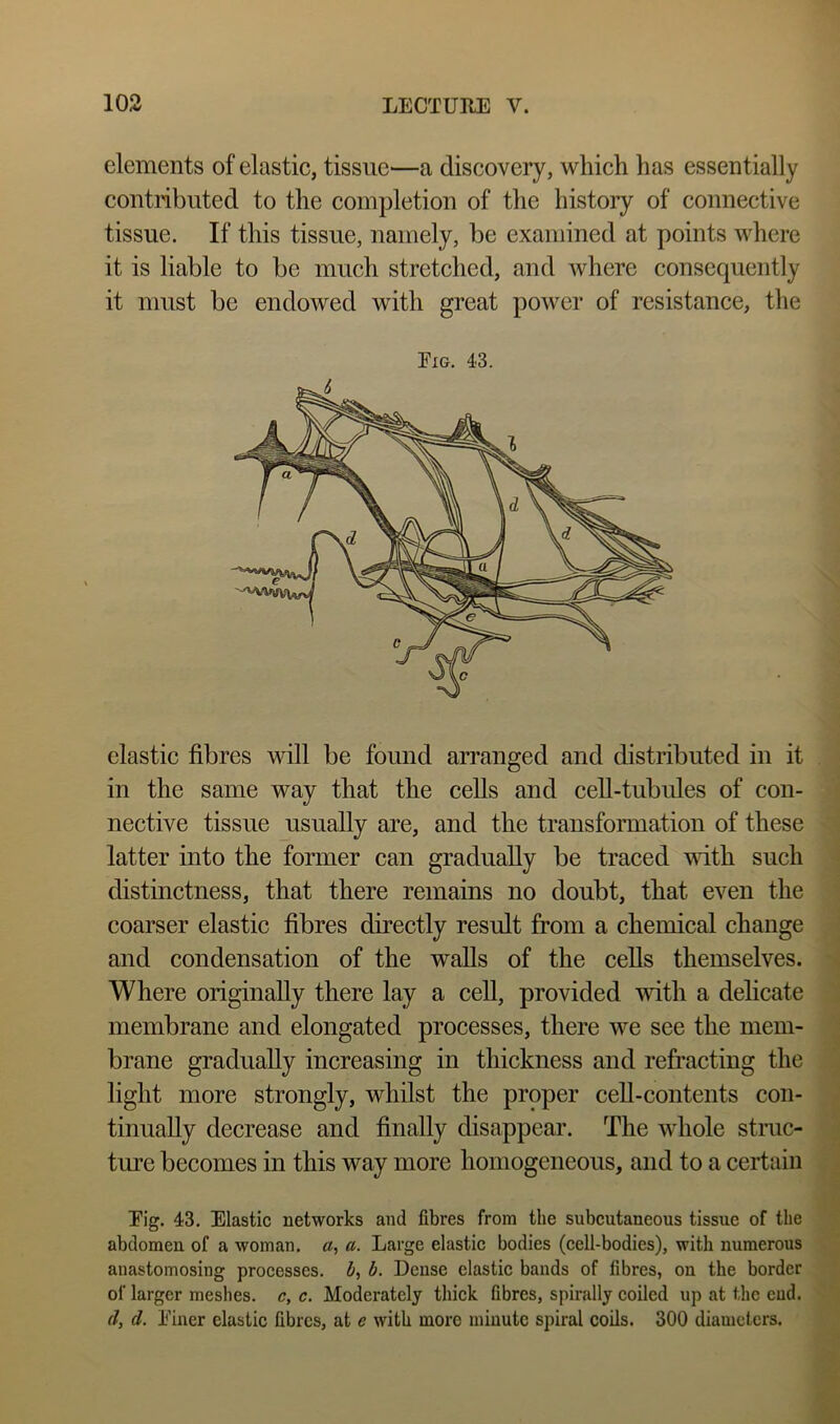 elements of elastic, tissue—a discovery, which has essentially contnbuted to the completion of the history of connective tissue. If this tissue, namely, be examined at points where it is liable to be much stretched, and where consequently it must be endowed with great power of resistance, the Fig. 43. elastic fibres will be found arranged and distributed in it in the same way that the cells and cell-tubules of con- nective tissue usually are, and the transformation of these latter into the former can gradually be traced with such distinctness, that there remains no doubt, that even the coarser elastic fibres directly result from a chemical change and condensation of the walls of the cells themselves. Where originally there lay a cell, provided with a delicate membrane and elongated processes, there we see the mem- brane gradually increasing in thickness and refracting the light more strongly, whilst the proper cell-contents con- tinually decrease and finally disappear. The whole stnic- ture becomes in this way more homogeneous, and to a certain Fig. 43. Elastic networks and fibres from the subcutaneous tissue of the abdomen of a woman, a, a. Large elastic bodies (cell-bodies), with numerous anastomosing processes, b. Dense elastic bands of fibres, on the border of larger meshes, c, c. Moderately thick fibres, spirally coiled up at the cud. d, d. Finer elastic fibres, at e with more minute spiral coils. 300 diameters.