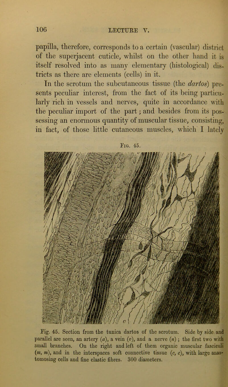 papilla, therefore, corresponds to a certain (vascular) district of the superjacent cuticle, whilst on the other hand it is itself resolved into as many elementary (histological) dis- tricts as there are elements (cells) in it. In the scrotum the subcutaneous tissue (the dartos) pre- sents peculiar interest, from the fact of its being particu- larly rich in vessels and nerves, quite in accordance with the peculiar import of the part; and besides from its pos- sessing an enormous quantity of muscular tissue, consisting, in fact, of those little cutaneous muscles, which I lately Fig. 45. Fig. 45. Section from the tunica dartos of the scrotum. Side by side and parallel are seen, an artery {a), a vein (v), aud a nerve («); the first two with small branches. On the riglit and left of them organic muscular fasciculi (m, m), and in the interspaces soft connective tissue (c, c), with large anas- tomosing cells and fine elastic fibres. 300 diameters.