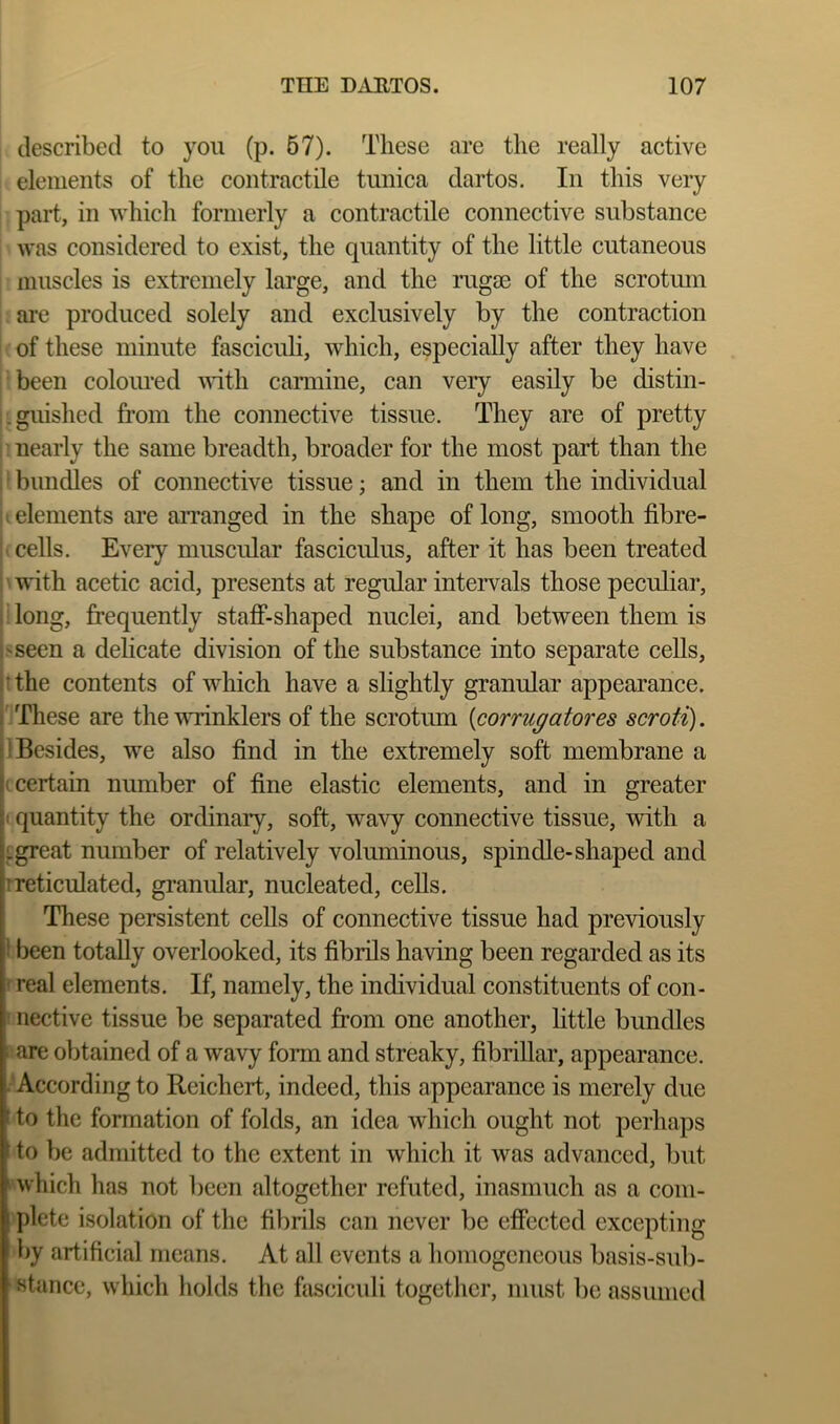 described to you (p. 67). These are the really active elements of the contractile tunica dartos. In this very part, in which formerly a contractile connective substance was considered to exist, the quantity of the little cutaneous muscles is extremely large, and the rugae of the scrotum ai*e produced solely and exclusively by the contraction of these minute fasciculi, which, especially after they have been coloiu-ed \^nth carmine, can very easily be distin- i .guished from the connective tissue. They are of pretty i ^ nearly the same breadth, broader for the most part than the 1 ‘ bundles of connective tissue; and in them the individual :t elements are arranged in the shape of long, smooth fibre- cells. Every muscular fasciculus, after it has been treated I'with acetic acid, presents at regular intervals those peculiar, ■ long, frequently staff-shaped nuclei, and between them is I >seen a dehcate division of the substance into separate cells, • the contents of which have a slightly granular appearance. These are the'WTinklers of the scrotum {corrugatores scroti). ! Besides, we also find in the extremely soft membrane a (Certain number of fine elastic elements, and in greater I quantity the ordinary, soft, wavy connective tissue, with a fgreat number of relatively voluminous, spindle-shaped and rreticulated, granular, nucleated, cells. These persistent cells of connective tissue had previously \ been totally overlooked, its fibrils having been regarded as its rreal elements. If, namely, the individual constituents of con- 1 nective tissue be separated from one another, little bundles l are obtained of a wavy form and streaky, fibrillar, appearance. .‘According to Reichert, indeed, this appearance is merely due to the formation of folds, an idea which ought not perhaps to be admitted to the extent in which it was advanced, but t which has not been altogether refuted, inasmuch as a com- plete isolation of the fibrils can never be effected excepting by artificial means. At all events a homogeneous basis-sub- Htance, which holds the fasciculi together, must be assumed
