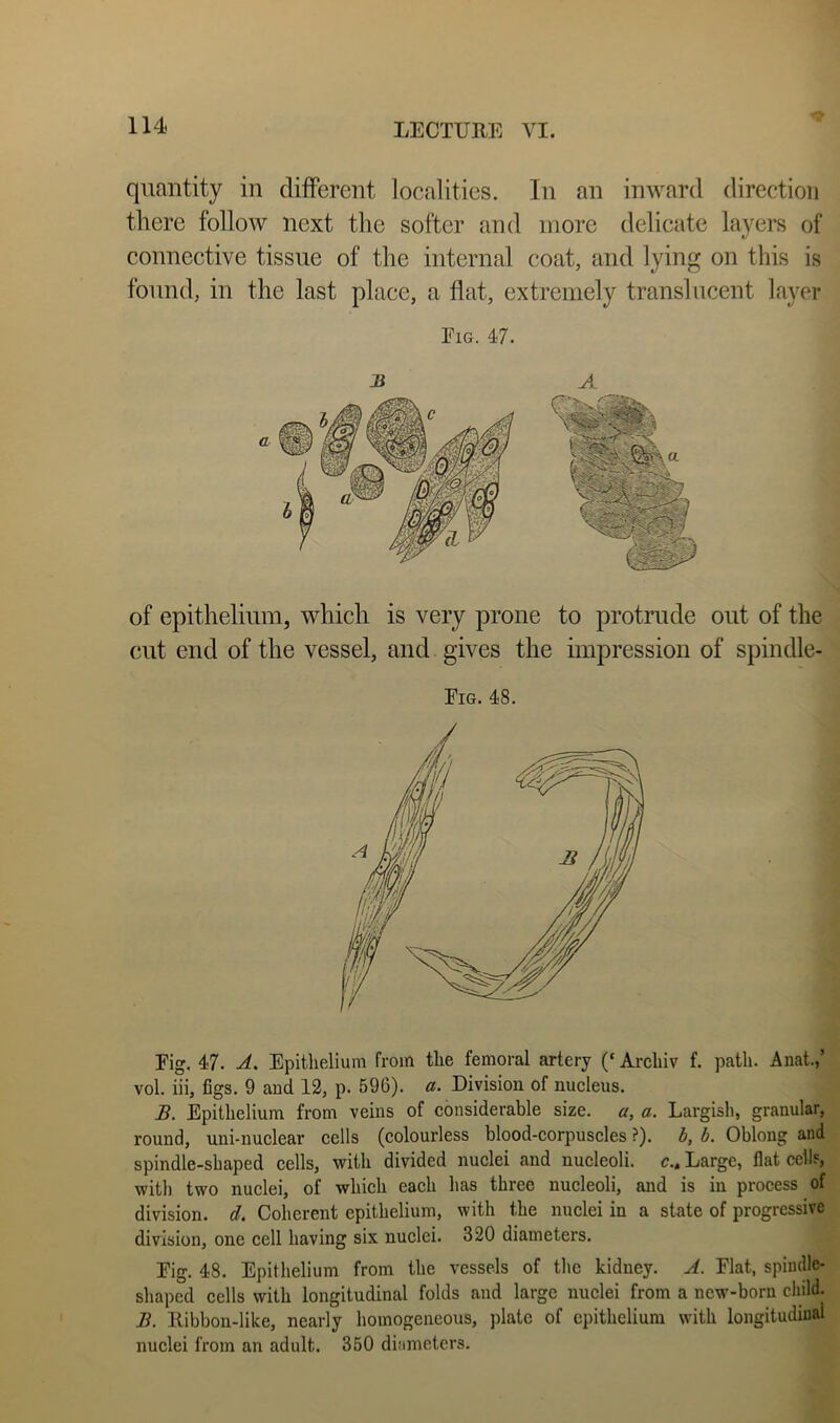 quantity in different localities. In an inward direction there follow next the softer and more delicate layers of connective tissue of the internal coat, and lying on this is found, in the last place, a flat, extremely translucent layer ■ of epithelium, which is very ]3rone to protrude out of the cut end of the vessel, and gives the impression of spindle-1 Fig. 48. Fig. 47. A. Epithelium from the femoral artery (‘Archiv f. path. Anat.,’ vol. iii, figs. 9 and 12, p. 696). a. Division of nucleus. B. Epithelium from veins of considerable size, a, a. Largish, granular, round, uni-nuclear cells (colourless blood-corpuscles ?). b, b. Oblong and spindle-shaped cells, with divided nuclei and nucleoli, c.^ Large, flat cells, with two nuclei, of which each has three nucleoli, and is in process of division, d. Coherent epithelium, with the nuclei in a state of progressive division, one cell having six nuclei. 320 diameters. Fig. 48. Epithelium from the vessels of the kidney. A. Flat, spindle- shaped cells with longitudinal folds and large nuclei from a new-born child. B. Ribbon-like, nearly homogeneous, plate of epithelium with longitudinal nuclei from an adult. 350 diameters.