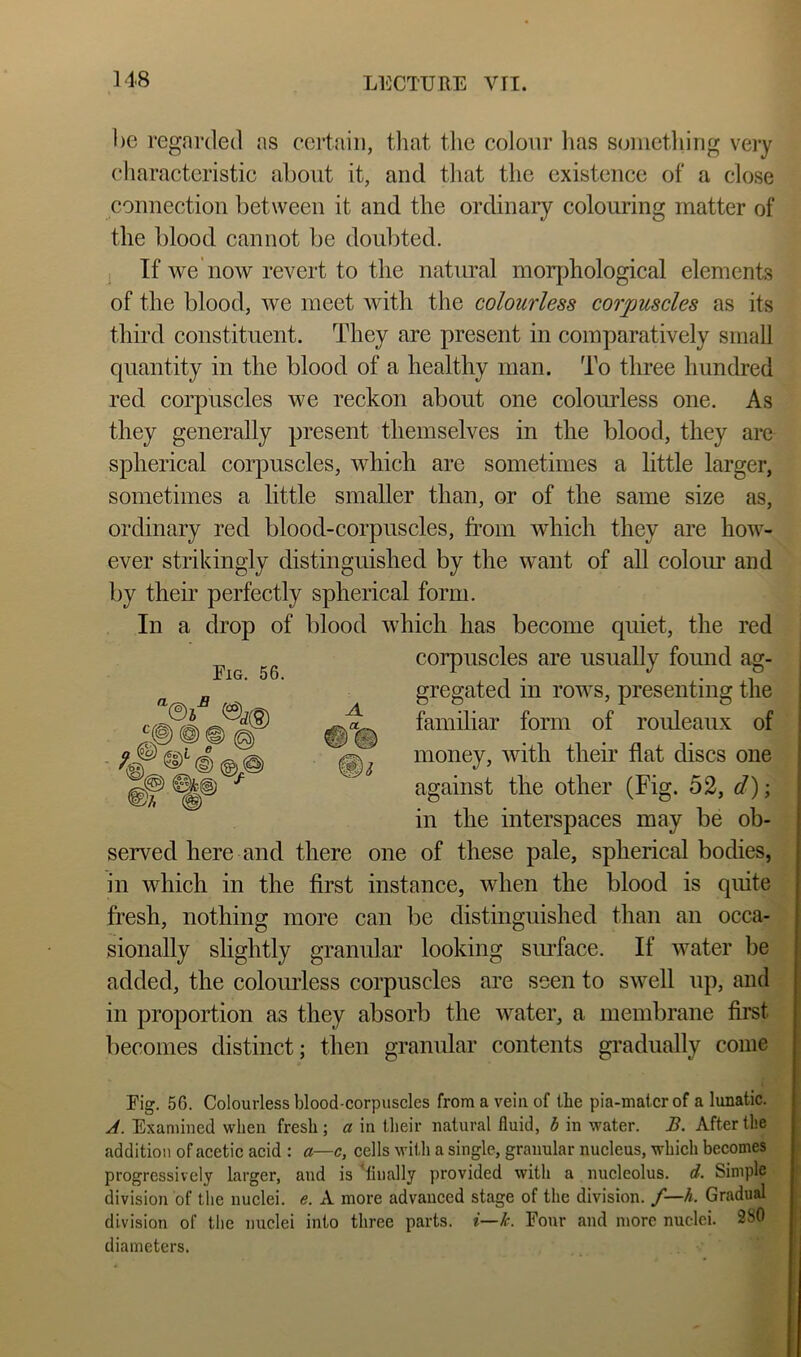1)6 regarded as certain, tliat the colour lias something veiy characteristic about it, and tliat the existence of a close connection between it and the ordinaiy colouring matter of the blood cannot be doubted. If we now revert to the natural morjihological elements of the blood, we meet with the colourless corjjuscles as its third constituent. They are present in comparatively small quantity in the blood of a healthy man. To three hundred red corpuscles we reckon about one colourless one. As they generally present themselves in the blood, they are spherical corpuscles, which are sometimes a little larger, sometimes a little smaller than, or of the same size as, ordinary red blood-corpuscles, from which they are how- ever strikingly distinguished by the want of all coloiu and by their perfectly spherical form. In a drop of blood which has become quiet, the red served here and there one of these pale, spherical bodies, in which in the first instance, when the blood is quite fresh, nothing more can be distinguished than an occa- sionally slightly granular looking siuface. If water be added, the colomdess corpuscles are seen to swell up, and in proportion as they absorb the water, a membrane first becomes distinct; then granular contents gradually come Fig. 56. Colourless blood-corpuscles from a vein of tbe pia-maicr of a lunatic. A. Examined when fresh; a in their natural fluid, b in water. B. After the addition of acetic acid : a—c, cells with a single, granular nucleus, which becomes Fig. 56. corpuscles are usually found ag- gregated in rows, presenting the familiar form of rouleaux of money, with their flat discs one against the other (Fig. 52, d); in the interspaces may be ob- j progressively Larger, and is Tiiially provided with a nucleolus, d. Simple division of the nuclei, e. A more advanced stage of the division, f—h. Gradual division of the nuclei into three parts, i—k. Four and more nuclei. 280 diameters.