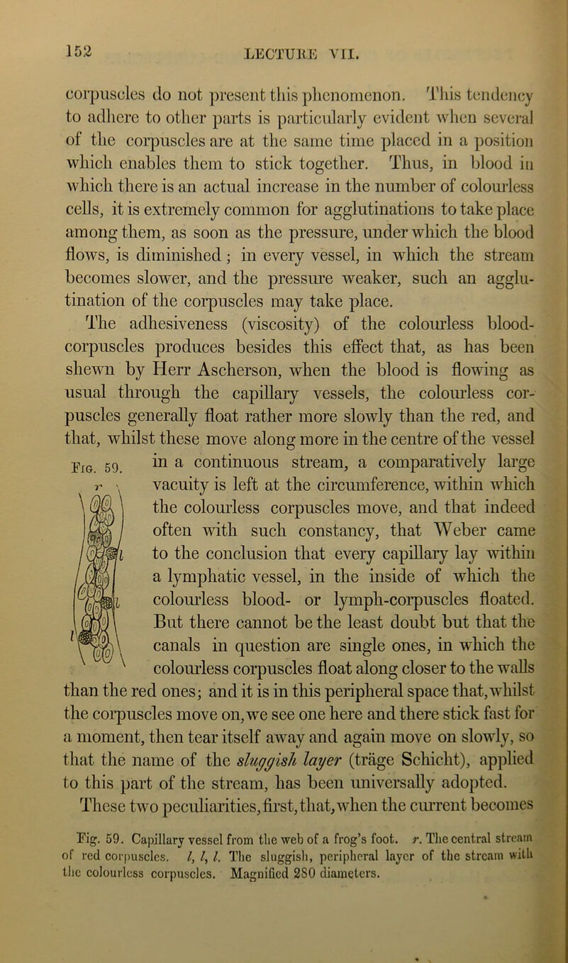 corpuscles do not ])reseiit this phenomenon. This tendency to adliere to other parts is particularly evident when several of the corpuscles are at the same time placed in a position which enables them to stick together. Thus, in blood in which there is an actual increase in the number of colourless cells, it is extremely common for agglutinations to take place among them, as soon as the pressure, under which the blood flows, is diminished; in every vessel, in which the stream becomes slower, and the pressure weaker, such an agglu- tination of the corpuscles may take place. The adhesiveness (viscosity) of the colomdess blood- corpuscles produces besides this effect that, as has been shewn by Herr Ascherson, when the blood is flowing as usual through the capillaiy vessels, the coloinrless cor- puscles generally float rather more slowly than the red, and that, whilst these move along more in the centre of the vessel in a continuous stream, a comparatively large vacuity is left at the circumference, within which the colourless corpuscles move, and that indeed often with such constancy, that Weber came to the conclusion that every capillaiy lay within a lymphatic vessel, in the inside of which the colomdess blood- or lymph-corpuscles floated. But there cannot be the least doubt but that the canals in question are single ones, in which the colom’less corpuscles float along closer to the walls than the red ones; and it is in this peripheral space that, whilst the coiq)uscles move on, we see one here and there stick fast for a moment, then tear itself away and again move on slowly, so that the name of the sluggish layer (trage Schicht), applied to this part of the stream, has been universally adopted. These two peculiarities, first, that, when the ciu'rent becomes Fig. 59. Capillary vessel from the web of a frog’s foot. r. The eeiitral stream of red eor|)uscles. I, /, /. The sluggish, peripheral layer of the stream with the colourless corpuscles. Maguified 280 diameters.