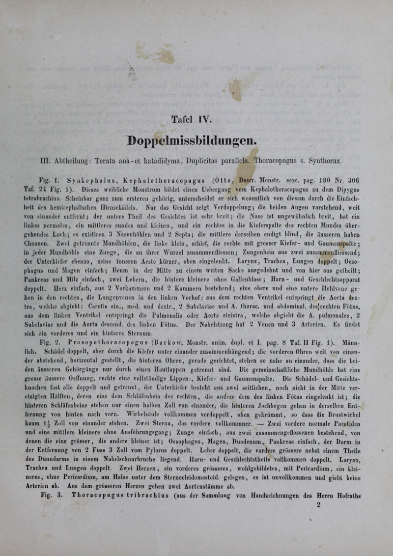 Doppelmissbildungen. III. Abtlieilung: Terata ana-et katadidyma, Duplicitas parallela. Tkoracopagus s. Synthorax. Fig. 1. Synkephalns, Kephalothoracopagus (Otto, Descr. Monstr. sexc. pag. 190 Nr. 306 Taf. 24 Fig. 1). Dieses weibliche Monstrum bildet einen Uebergang vom Kephalothoracopagus zu dem Dipygus tetrabrachius. Scheinbar ganz zum ersteren gehörig, unterscheidet er sich wesentlich von diesem durch die Einfach- heit des hemiccphalischen Hirnschädels. Nur das Gesicht zeigt Verdoppelung; die beiden Augen vorstehend, weit von einander entfernt; der untere Theil des Gesichtes ist sehr breit; die Nase ist ungewöhnlich breit, hat ein linkes normales, ein mittleres rundes und kleines, und ein rechtes in die Kiefcrspalte des rechten Mundes über- gehendes Loch; es existiren 3 Nasenhöhlen und 2 Septa; die mittlere derselben endigt blind, die äusseren haben Choancn. Zwei getrennte Mundhöhlen, die linke klein, schief, die rechte mit grosser Kiefer- und Gaumenspalte; in jeder Mundhöhle eine Zunge, die an ihrer Wurzel zusamraenfliessen; Zungenbein aus zwei zusammenflicssend; der Unterkiefer ebenso, seine inneren Acste kürzer, oben eingelenkt. Larynx, Trachea, Lungen doppelt; Oeso- phagus und Magen einfach; Ueum in der Mitte zu einem weiten Sacke ausgedehnt und von hier aus gelheilt; Pankreas und Milz einfach, zwei Lebern, die hintere kleinere ohne Gallenblase; Harn- und Geschlechtsapparat doppelt. Herz einfach, aus 2 Vorkammern und 2 Kammern bestehend; eine obere und eine untere Hohlvene ge- hen in den rechten, die Lungenvenen in den linken Vorhof; aus dem rechten Ventrikel entspringt die Aorta dex- tra, welche abgiebt: Carotis sin., med. und dextr., 2 Subclaviac und A. thorac. und abdominal, des]rechten Fötus, aus dem linken Ventrikel entspringt die Pulmonalis oder Aorta sinistra, welche abgiebt die A. pulmonales, 2 Subclaviac und die Aorta descend. des linken Fötus. Der Nabelstrang hat 2 Venen und 3 Arterien. Es findet sich ein vorderes und ein hinteres Sternum. Fig. 2. Prosopothoracopagus (Barkow, Monstr. anim. dupl. et I. pag. 8 Taf. II Fig. 1). Männ- lich. Schädel doppelt, aber durch die Kiefer unter einander zusammenhängend; die vorderen Ohren weit von einan- der abstehend, horizontal gestellt, die hinteren Ohren, gerade gerichtet, stehen so nahe aneinander, dass die bei- den äusseren Gchörgänge nur durch einen Hautlappen getrennt sind. Die gemeinschaftliche Mundhöhle hat eine grosse äussere OelTnung, rechts eine vollständige Lippen-, Kiefer- und Gaumenspalte. Die Schädel- und Gesichts- knochen fast alle doppelt und getrennt, der Unterkiefer besteht aus zwei seitlichen, noch nicht in der Milte ver- einigten Hälften, deren eine dem Schläfenbein des rechten, die andere dem des linken Fötus eingelenkt ist; die hinteren Schläfenbeine stehen nur einen halben Zoll von einander, die hinteren Jochbogen gehen in derselben Ent- fernung von hinten nach vorn. Wirbelsäule vollkommen verdoppelt, oben gekrümmt, so dass die Brustwirbel kaum 1^ Zoll von einander stehen. Zwei Sterna, das vordere vollkotnmner. — Zwei vordere normale Parolidcn und eine mittlere kleinere ohne Ausführungsgang; Zunge einfach, aus zwei zusammengeflossenen bestehend, von denen die eine grösser, die andere kleiner ist; Oesophagus, Magen, Duodenum, Pankreas einfach, der Darm in der Entfernung von 2 Fuss 3 Zoll vom Pylorus doppelt. Leber doppelt, die vordere grössere nebst einem Theile des Dünndarms in einem Nabelschnurbruche liegend. Harn- und Geschlechtsthcile vollkommen doppelt. Larynx, Trachea und Lungen doppelt. Zwei Herzen, ein vorderes grösseres, wohlgebildetes, mit Pericardium, ein klei- neres, ohne Pericardium, am Halse unter dem Sternocleidomastoid. gelegen, es ist unvollkommen und giebt keine Arterien ab. Aus dem grösseren Herzen gehen zwei Aortenstämmc ab. Fig. 3. Thoracopagus tribrachius (aus der Sammlung von Handzeichnungen des Herrn Hofraths 2