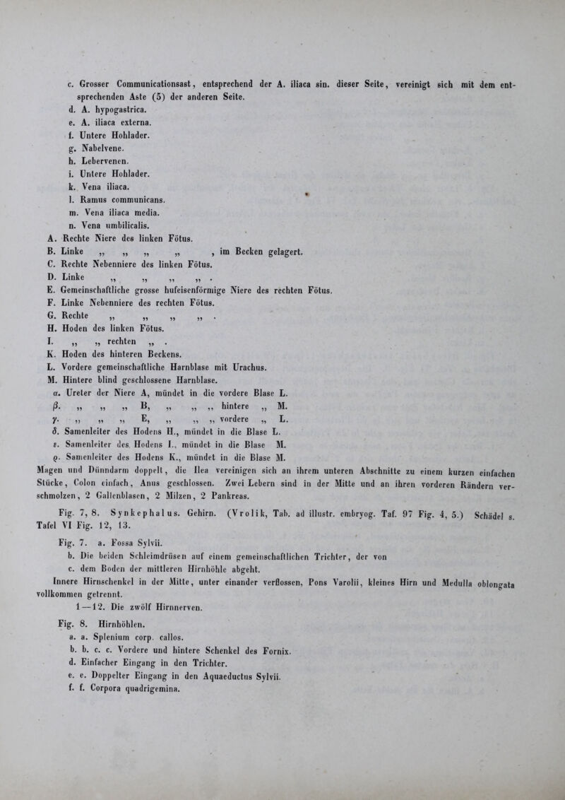 c. Grosser Communicationsast, entsprechend der A. iliaca sin. dieser Seite, vereinigt sich mit dem ent- sprechenden Aste (5) der anderen Seite. d. A. hypogastrica. e. A. iliaca externa. f. Untere Hohlader. g. Nabelvene. h. Lebervenen. i. Untere Hohlader. k. Vena iliaca. l. Ramus communicans. m. Vena iliaca media. n. Vena umbilicalis. A. Rechte Niere des linken Fötus. B. Linke „ „ „ „ , im Becken gelagert. C. Rechte Nebenniere des linken Fötus. D. Linke ,, „ ,, ,, E. Gemeinschaftliche grosse hufeisenförmige Niere des rechten Fötus. F. Linke Nebenniere des rechten Fötus. G. Rechte ,, ,, ,, ,, H. Hoden des linken Fötus. I. ,, „ rechten „ . K. Hoden des hinteren Beckens. L. Vordere gemeinschaftliche Harnblase mit Urachus. M. Hintere blind geschlossene Harnblase. a. Ureter der Niere A, mündet in die vordere Blase L. ß. ,, ,, ,, B, „ ,, ,, hintere ,, M. lf• n 11 ii ®i ii ii ii vordere ,, L. 5. Samenleiter des Hodens H., mündet in die Blase L. £. Samenleiter des Hodens I., mündet in die Blase M. q. Samenleiter des Hodens li., mündet in die Blase M. Magen und Dünndarm doppelt, die llea vereinigen sich an ihrem unteren Abschnitte zu einem kurzen einfachen Stücke, Colon einfach, Anus geschlossen. Zwei Lebern sind in der Mitte und an ihren vorderen Rändern ver- schmolzen, 2 Gallenblasen, 2 Milzen, 2 Pankreas. Fig. 7,8. Synkephalus. Gehirn. (Vrolik, Tab. ad illustr. embryog. Taf. 97 Fig. 4, 5.) Schädel s Tafel VI Fig. 12, 13. Fig. 7. a. F ossa Sylvii. b. Die beiden Schleimdrüsen auf einem gemeinschaftlichen Trichter, der von c. dem Boden der mittleren Hirnhöhle abgeht. Innere Hirnschenkel in der Mitte, unter einander verflossen, Pons Varolii, kleines Hirn und Medulla oblongata vollkommen getrennt. 1—12. Die zwölf Hirnnerven. Fig. 8. Hirnhöhlen. a. a. Splenium corp. callos. b. b. c. c. Vordere und hintere Schenkel des Fornix. d. Einfacher Eingang in den Trichter. e. e. Doppelter Eingang in den Aquaeductus Sylvii. f. f. Corpora quadrigemina.