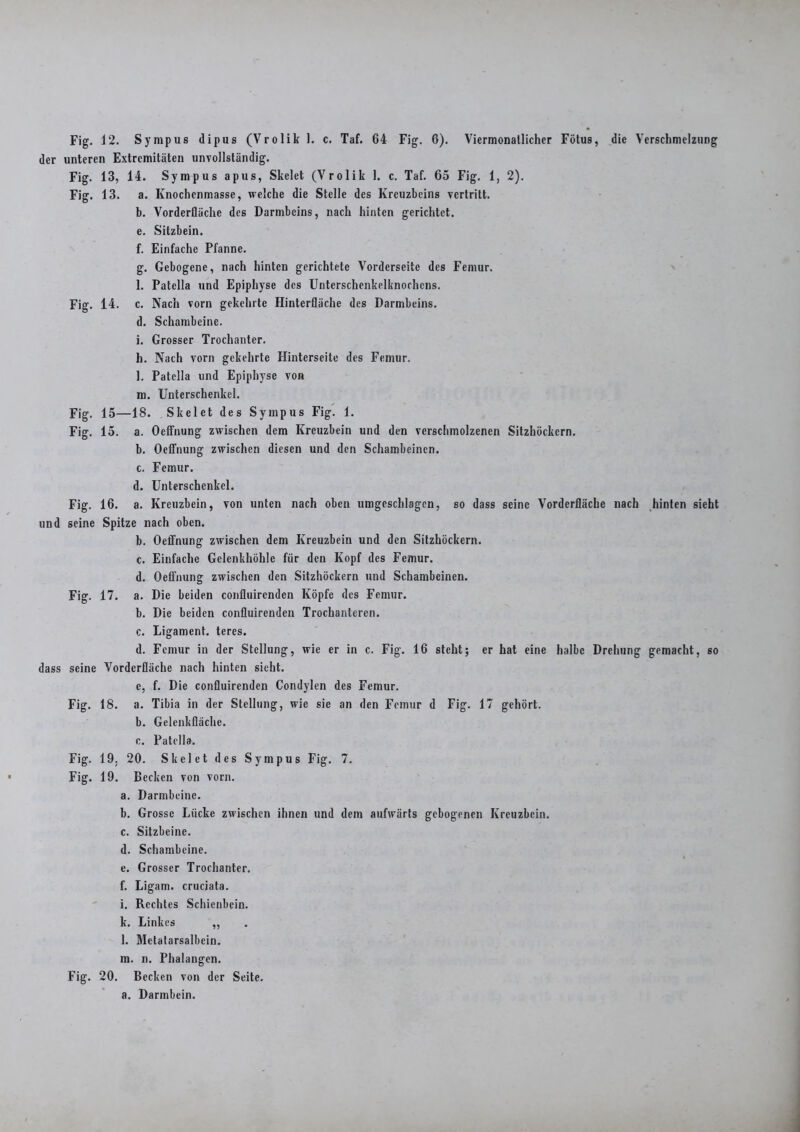 der unteren Extremitäten unvollständig. Fig. 13, 14. Sympus apus, Skelet (Vrolik 1. c. Taf. 65 Fig. 1, 2). Fig. 13. a. Knochenmasse, welche die Stelle des Kreuzbeins vertritt, b. Vorderfläche des Darmbeins, nach hinten gerichtet. e. Sitzbein. f. Einfache Pfanne. g. Gebogene, nach hinten gerichtete Vorderseite des Femur. 1. Patella und Epiphyse des Unterschenkelknochcus. Fig. 14. c. Nach vorn gekehrte Hinterfläche des Darmbeins, d. Schambeine, i. Grosser Trochanter. h. Nach vorn gekehrte Hinterseite des Femur. l. Patella und Epiphyse von m. Unterschenkel. Fig. 15—18. Skelet des Sympus Fig. 1. Fig. 15. a. Oeffnung zwischen dem Kreuzbein und den verschmolzenen Sitzhöckern. b. Oeffnung zwischen diesen und den Schambeinen. c. Femur. d. Unterschenkel. Fig. 16. a. Kreuzbein, von unten nach oben umgeschlagen, so dass seine Vorderfläche nach hinten sieht und seine Spitze nach oben. b. Oeffnung zwischen dem Kreuzbein und den Sitzhöckern. c. Einfache Gelenkhöhle für den Kopf des Femur. d. Oeffnung zwischen den Sitzhöckern und Schambeinen. Fig. 17. a. Die beiden confluircnden Köpfe des Femur. b. Die beiden confluirenden Trochanteren. c. Ligament, teres. d. Femur in der Stellung, wie er in c. Fig. 16 steht; er hat eine halbe Drehung gemacht, so dass seine Vorderfläche nach hinten sieht. e. f. Die confluirenden Condylen des Femur. Fig. 18. a. Tibia in der Stellung, wie sie an den Femur d Fig. 17 gehört. b. Gelenkfläche. c. Patella. Fig. 19. 20. Skelet des Sympus Fig. 7. Fig. 19. Becken von vorn. a. Darmbeine. b. Grosse Lücke zwischen ihnen und dem aufwärts gebogenen Kreuzbein. c. Sitzbeine. d. Schambeine. e. Grosser Trochanter. f. Ligam. cruciata. i. Rechtes Schienbein. k. Linkes ,, l. Metatarsalbcin. m. n. Phalangen. Fig. 20. Becken von der Seite, a. Darmbein.