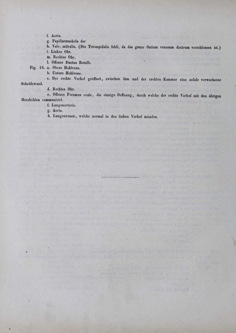 f. Aorta. g. Papillarmuskeln der h. Valv. mitralis. (Die Tricuspidalis fehlt, da das ganze Ostium venosum dextrum verschlossen ist.) i. Linkes Ohr. m. Rechtes Ohr. 1. Offener Ductus Botalli. Fig. 18. a. Obere Hohlvene. b. Untere Hohlvene. c. Der rechte Vorhof geöffnet, zwischen ihm und der rechten Kammer eine solide verwachsene Scheidewand. d. Rechtes Ohr. e. Offenes Foramen ovale, die einzige Oeffnung, durch welche der rechte Vorhof mit den übrigen Herzhöhlen communicirt. f. Lungenarterie. g. Aorta. h. Lungenvenen, welche normal in den linken Vorhof münden.