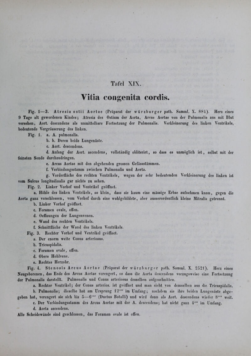 Vitia congenita cordis. Fig. 1—3. Atresia ostii Aortae (Präparat der Würzburger path. Samml. X. 884). Herz eines 9 Tage alt gewordenen Kindes; Atresia des Ostium der Aorta, Arcus Aortae von der Pulmoualis aus mit Blut versehen, Aort. dcscendens als unmittelbare Fortsetzung der Pulmonalis. Verkleinerung des linken Ventrikels, bedeutende Vergrösserung des linken. Fig. 1. a. A. pulmonalis. b. b. Deren beide Lungenäste. ' c. Aort. descendens. d. Anfang der Aort. ascendens, vollständig obliterirt, so dass es unmöglich ist, selbst mit der feinsten Sonde durchzudringen. e. Arcus Aortae mit den abgehenden grossen Gefässstämmen. f. Verbindungsstamm zwischen Pulmonalis und Aorta. g. Vorderfläche des rechten Ventrikels, wegen der sehr bedeutenden Verkleinerung des linken ist vom Sulcus longitudinalis gar nichts zu sehen. Fig. 2. Linker Vorhof und Ventrikel geöffnet. a. Höhle des linken Ventrikels, so klein, dass sie kaum eine mässige Erbse aufnelimen knnn, gegen die Aorta ganz verschlossen, vom Vorhof durch eine wohlgebildcte, aber ausserordentlich kleine Mitralis getrennt. b. Linker Vorhof geöffnet. c. Forainen ovale, offen. d. Oeffnungeu der Lungenvenen. e. Wand des rechten Ventrikels. f. Schnittfläche der Wand des linken Ventrikels. Fig. 3. Rechter Vorhof und Ventrikel geöffnet. a. Der enorm weite Conus arteriosus. b. Tricuspidalis. c. Foramen ovale, offen. d. Obere Hohlvene. e. Rechtes Herzohr. Fig. 4. Stenosis Arcus Aortae (Präparat der Würzburger path. Samml. X. 2521). Herz eines Neugeborenen, das Ende des Arcus Aortae verengert, so dass die Aorta descendens vorzugsweise eine Fortsetzung der Pulmonalis darstcllt. Pulmonalis und Conus arteriosus desselben aufgeschnitten. a. Rechter Ventrikel; der Conus arteriös, ist geöffnet und man sieht von demselben aus die Tricuspidalis. b. Pulmonalis; dieselbe hat am Ursprung 12' im Umfang; nachdem sie ihre beiden Lungenäste abge- geben hat, verengert sie sich bis 5—6' (Ductus Botalli) und wird dann als Aort. descendens wieder 8' weit. c. Der Verbindungsslamm des Arcus Aortae mit der A. descendens; hat nicht ganz 4‘“ im Umfang. d. Aorta ascendens. Alle Scheidewände sind geschlossen, das Foramen ovale ist offen.