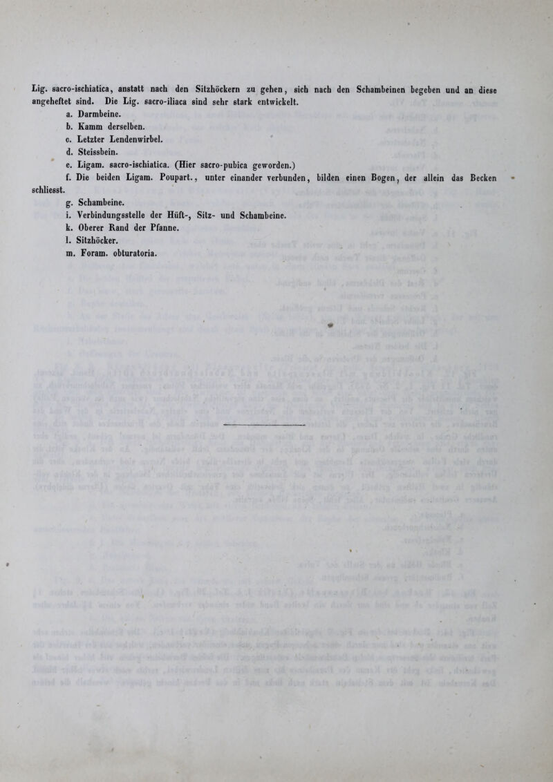 Lig. sacro-ischiatica, anstatt nach den Sitzhöckern zu gehen, sich nach den Schambeinen begeben und an diese angeheftet sind. Die Lig. sacro-iliaca sind sehr stark entwickelt. a. Darmbeine. b. Kamm derselben. 0. Letzter Lendenwirbel. d. Steissbein. e. Ligam. sacro-ischiatica. (Hier sacro-pubica geworden.) f. Die beiden Ligam. Poupart., unter einander verbunden, bilden einen Bogen, der allein das Becken schliesst. g. Schambeine. 1. Verbindungsstelle der Hiift-, Sitz- und Schambeine. k. Oberer Rand der Pfanne. l. Sitzhöcker. m. Foram. obturatoria.