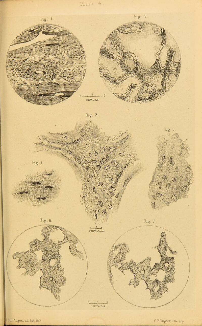 Ii'Cupper, ad. Nat.id1 t; Xmt'SAd G .F Tuppar.ldtK Imp Fig. 5. Fig. 7. Fig. 4