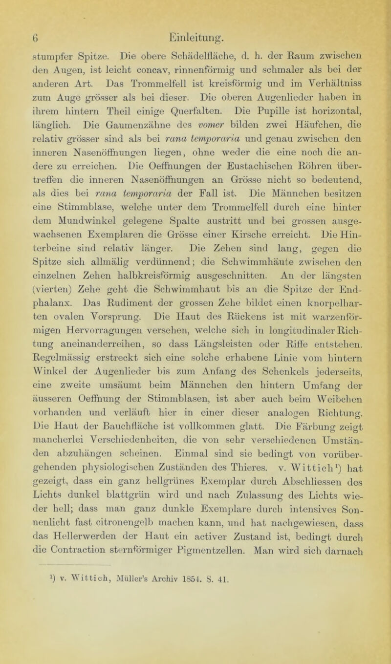 stumpfer Spitze. Die obere Scliädelfläche, d. h. der Raum zwischen den Augen, ist leicht concav, rinnenförniig und schmaler als bei der anderen Art. Das Trommelfell ist kreisförmig und im Verhältniss zum Auge grösser als bei dieser. Die oberen Augenlieder haben in ihrem hintern Theil einige Querfalten. Die Pupille ist horizontal, länglich. Die Gaumenzähne des vomer bilden zwei Häufchen, die relativ gi'össer sind als bei runa tcmporaria und genau zwischen den inneren Nasenöffhungen liegen, ohne weder die eine noch die an- dere zu erreichen. Die OeÖhungen der Eustachischen Röhi’en iiber- trefien die inneren Nasenöffnungen an Grösse nicht so bedeutend, als dies bei rann tcmporaria der Fall ist. Die Männchen besitzen eine Stimmblase, welche unter dem Trommelfell durch eine hinter flem Mundwinkel gelegene Spalte austritt und bei gi-ossen ausge- wachsenen E.xemplaren die Grösse einer Kirsche erreicht. Die Hin- terbeine sind relativ länger. Die Zehen sind lang, gegen die Spitze sich allmälig verdünnend; die Schwimmhäute zwischen den einzelnen Zehen halbkreisförmig ausgeschnitten. An der längsten (vierten) Zehe geht die Schwimmhaut bis an die Spitze der End- phalanx. Das Rudiment der grossen Zehe bildet einen knorpelhar- ten ovalen Vorsprung. Die Haut des Rückens ist mit warzenför- migen Hervorragungen versehen, welche sich in longitudinaler Rich- tung aneinanderreihen, so dass Längsleisten oder Riffe entstehen. Regelmässig erstreckt sich eine solche erhabene Linie vom hintern Winkel der Augenlieder bis zum Anfang des Schenkels jederseits, eine zweite umsäumt beim Männchen den hintern Umfang der äusseren üeffhung der Stimmblasen, ist aber auch beim Weibchen vorhanden und verläuft hier in einer dieser analosren Richtuncr. Die Haut der Bauchfläche ist vollkommen fjlatt. Die Färbuncf zeict mancherlei Verschiedenheiten, die von sehr verschiedenen Umstän- den abzuhängen scheinen. Einmal sind sie bedingt von vorüber- gehenden physiologischen Zuständen des Thieres. v. WitticlU) hat gezeigt, dass ein ganz hellgrünes Exemplar durch Abschliessen des Lichts dunkel blattgrün wird und nach Zulassung des Lichts wie- der hell; dass man ganz dunkle Exemplare durch intensives Son- nenlicht fast citronengelb machen kann, und hat nachgewiesen, dass das Hellerwerden der Haut ein activer Zustand ist, bediiigt durch die Contraction sternförmiger Pigmentzellen. Man wird sich darnach 1) V. ittich, Müller’s Archiv 1854. S. 41.