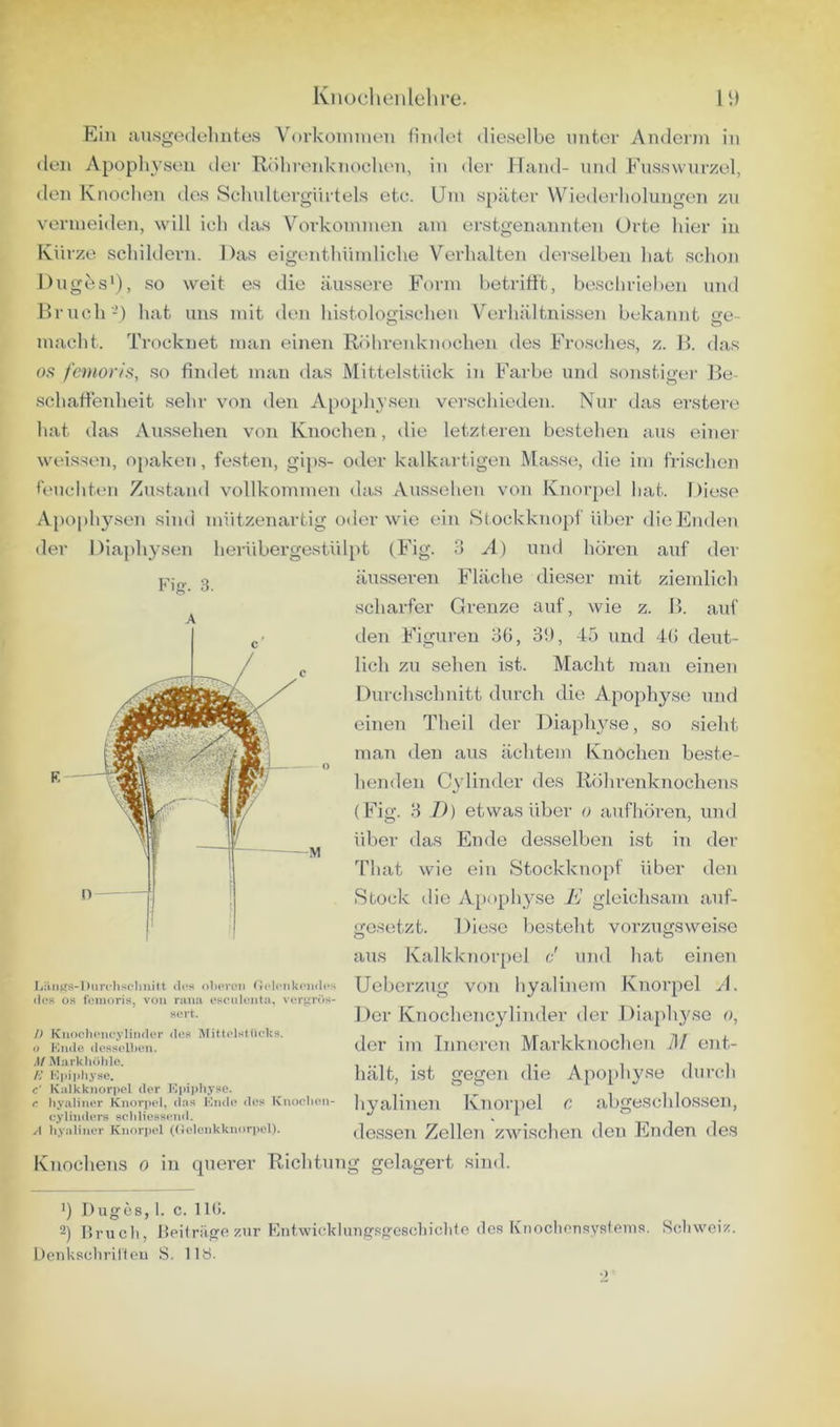 Knoclienlelire. li) Ein ausgodeliutes Vorkoiniuen findet dieselbe unter Andcrin in den Apopliysen der Rbhreid<nochen, in der Hand- und Ensswiirzel, den Knoelien des Schnltergürtels etc. Um später Wiederholungen zu vermeiden, will ich das V'^orkommen am erstgenannten Orte hier in Kürze schildern. Das eigenthümliche Verhalten derselben hat schon Duges'), so weit es die äussere Form betrifft, beschrieben und Hrnch-) hat uns mit den histologischen Verhältnissen bekannt ge- macht. Trocknet man einen Röhrenknochen des Frosches, z. R. das OS fcmoris, .so findet man das Mittelstück in Farbe und sonstiger Re- schaffenheit sehr von den Apo})hjsen ver.schieden. Nur das erstere hat das Aussehen von Knochen, die letzteren bestehen aus einer weissen, opaken, festen, gips- oder kalkartigen Ma.sse, die im frischen fencliten Zustand vollkommen das Aussehen von Knorpel liat. Diese Apophy.sen sind mützenartig oder wie ein Stockknopf über dieEnden der Diaphysen herüberge.stülpt (Fig. 3 A) und hören auf der äusseren Fläche dieser mit ziemlich scharfer Grenze auf, wie z. R. auf den Figuren oG, 3t), 45 und 4(i deut- lich zu sehen ist. Macht man einen Durchschnitt durch die Apophyse und einen Theil der Diaphyse, so sieht man den aus ächtem Knochen beste- henden Cylinder des Röhrenknochens (Fig. 3 T)) etwas über o aufhören, und über das Ende de.sselben ist in der That wie ein Stockknopf über den Slock die Apophyse E gleichsam auf- gesetzt. Diese besteht vorzugsweise Ijiui^s-Durfhsclmitt tli*s oberen ^ichMjkendcs tloK 08 fcMiioris, von riina esciileiitji, verjrrbs- sert. l) KiioclKMieylimU'r dos MittolstCiclcs. o Knde desselben. M Markliölile. A’ Kpipfiyse. c' Kalkknorpel der Kinpbysc. c hyaliner Knori>el, das Kndn des Knoeben- cylinders scbliesseinl. A hyaliner Knorjtel ((lelenkknori)el). aus Kalkk]ior[)el o un<l hat einen Ueberzug von hyalinem Knorpel A. Der Knochencylinder der Diaph3'se o, der im Inneren Markknochen 71/ ent- hält, ist gegen die Apophyse durch hyalinen Knorpel c abgeschlo.ssen, dessen Zellen zwischen den Enden des Knochens o in querer Richtung gelagert sind. b Duges, I. c. 110. ~) Brucli, Beiträge zur Kntwicklungsgcscliiclitc des Knocliousysfeins. Schweiz. DeiiUselirilteu S. IIÖ.