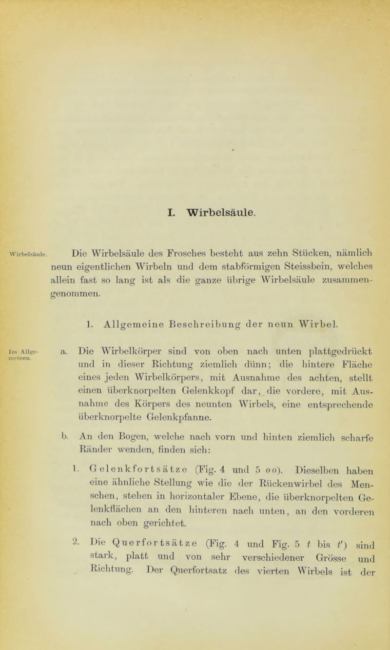 I. Wirbelsäule. Wirbelsäule. Iin Alljcc- moiiien. Die Wirbelsäule des Frosclies besteht aus zehn Stücken, nämlich neun eigentlichen Wirbeln und dem stabförmigen Steissbein, welches allein fast so lang ist als die ganze übrige Wirbelsäule zusammen- genommen. 1. Allgemeine Beschreibung der neun Wirbel. a. Die Wirbelkörper sind von oben nach unten plattgedrückt und in dieser Richtung ziemlich dünn; die hintere Fläche eines jeden Wirbelkörpers, mit Ausnahme des achten, stellt einen Überknorpelten Gelenkkopf dar, die vordere, mit Aus- nahme des Körpei’S des neunten Wirbels, eine entsprechende überknorpelte Gelenkpfanne. b. An den Bogen, welche nach vorn und hinten ziemlicli scharfe Ränder wenden, linden sicli: 1. Gelenkfortsätze (Fig. 4 und 5 oo). Dieselben haben eine ähnliche Stellung wie die der Rückenwirbel des Men- schen, stehen in horizontaler Ebene, die überknorpelten Ge- lenkflächen an den hinteren nacli unten, an den vorderen nach oben gerichtet. 2. Die Querfortsätze (Fig. 4 und Fig. 5 / bis f) sind stark, platt und von sein* verschiedener Grösse und Richtung. Der Querfortsatz des vierten Wirbels ist der