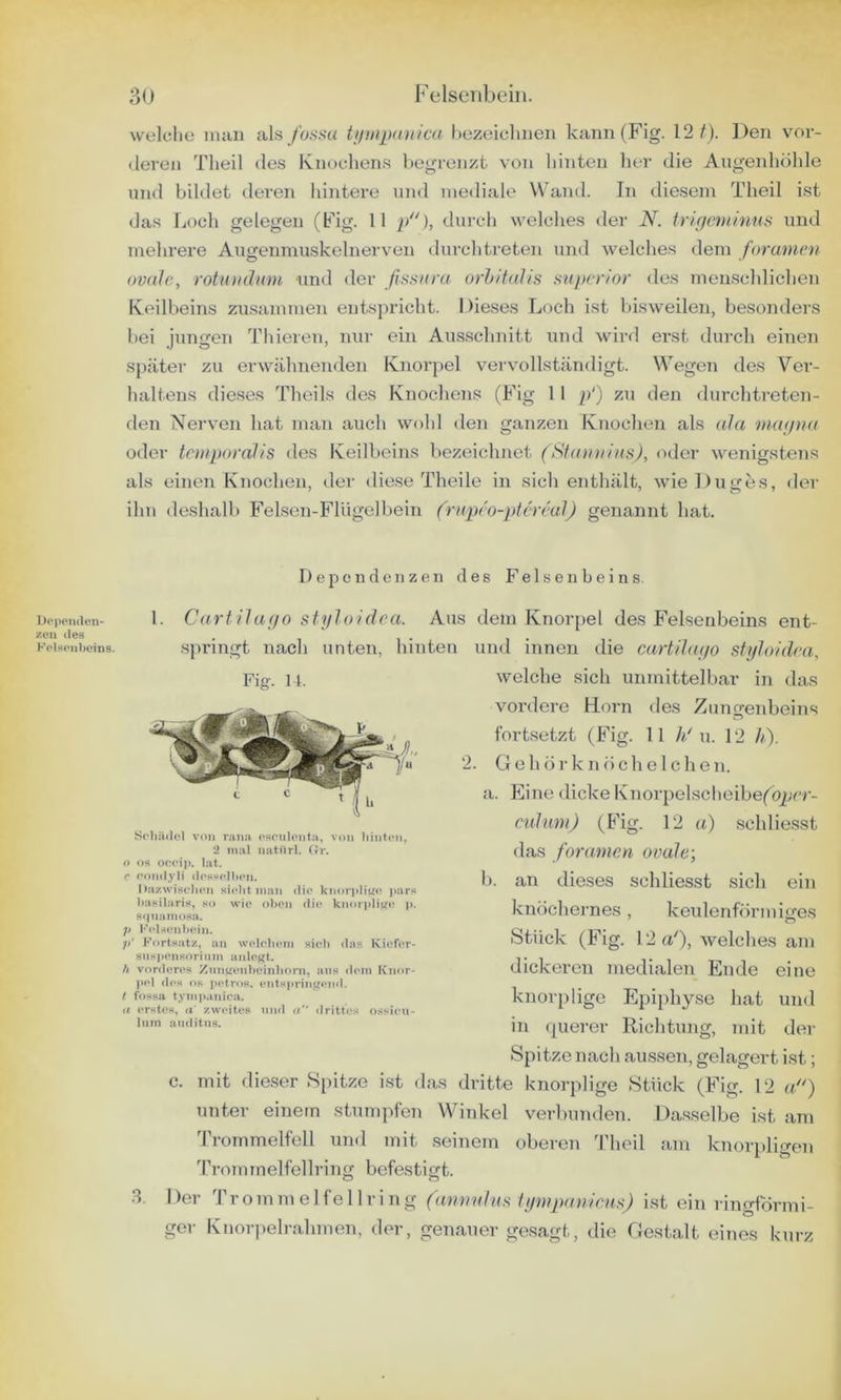 Dopoiuleii- /cii lies Kelspnbeiiis. 3U Felsenbein. welche mau als fussa tjiiiqxniica hezeichnen kann (Fig. 12/). Den vor- deren Theil des Knochens begrenzt von hinten her die Augenhöhle und bildet deren hintere und mediale Wand. In diesem Theil ist das Loch gelegen (Fig. 11 p), durch welches der N. tri()atnim(s und mehrere Augenmuskelnerven durchtreten und welches dem foramen ovale, rotutnlnm und der fisxiira, orhttalis supertor des menschlichen Keilbeins zu.sammen entspricht. Dieses Loch ist bisweilen, besonders bei jungen Thieren, nur ein Aus.schnitt und wird erst durch einen später zu erwähnenden Knorpel vervollständigt. Wegen des Ver- haltens dieses Theils des Knochens (Fig 11 p‘) zu den durchtreten- den Nerven hat man auch wohl den ganzen Knochen als ala mapna oder tciiiporalis des Keilbeins bezeichnet (Sfam/tas), oder wenigstens als einen Knochen, der diese Theile in sich enthält, wieDuges, der ihn deshalb Felsen-Flügelbein frnpeo-ptcreul) genannt hat. Dependeiizen des Felsenbeins. 1. Carfilafjo siyJoidea. Aus dem Knor[)el des Felsenbeins ent- sjn'ingt nach unten, hinten und innen die cartihiyo styloidra, welche sich unmittelbar in das vordere Horn des Zungenbeins fortsetzt (Fig. 11 ///u. 12 //). 2. Gehörknöchelchen, a. Eine dicke Knorpel.scheibe(02jrr- rnlnm) (Fig. 12 a) schliesst das foranien ovale-, 1). an die.ses schliesst sich ein knöchernes, keulenförmiges Stück (Fig. \'2 a'), welches am dickeren medialen Ende eine knorplige Epi[)hyse hat und in (pierer Richtuiig, mit der Spitze nach aussen, gelagert ist; c. mit die.ser Spitze ist das dritte knorplige Stück (Fig. 12 a'') unter einem stumpfen Winkel verbunden. Dasselbe ist am Trommelfell imd mit .seinem oberen Theil am knorolicren Trommelfellring befestigt. .3, 1 )or 'rr om m e 1 fe 11 r i n g ('immhis iympameus) ist ein ringförmi- ger Knorpelrahmen, der, genauer gesagt, die Gestalt eines kurz Fig. 11. Scilüdol v<iii niiiji oRCulonfii, von hinten, 2 mal mithrl. (ir. <) OS orcip. lat. r romiyli desscdlien. |):i/\vi8cdn*n sielit man die knon»lijLfe pars Iiasilaris, so wie oben die knorplige j». sqnamosa. ;> l'’elsenbeiii. ;/ Fortsatz, an wokdiem sieh das Kiefer- snspensorium anlof^t. h vorderes Znni^enbeinlioru, ans dem Knor- pel des OS peiros. ents|trin^eiid. f fossa tyin])anica. u erstes, a‘ zweites nnd « <lrittes ossieu- Inm anditus.