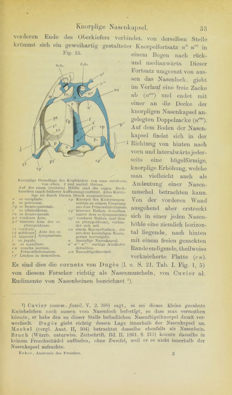 38 Fig-. 15. c.n. Knorjilige Nuscnkapsel. vorderen Ende de.s Uberkiefers verbindet, von derselben Stelle krümmt sich ein geweihartig gestalteter Knorpelfortsatz n n' in einem Bogen nach rück- und medianwärts. Dieser Fortsatz umgienzt von aus- sen das Nasenloch, giebt im Verlauf eine freie Zacke ab und endet mit einer an die Decke der knorpligen Nasenkapsel an- gelegten Doppelzacke Auf dem Boden der Nasen- kapsel findet sich in der Richtung von hinten nach vorn und lateralwärts jeder- seits eine hügelförmige, knorjDÜge Erhöhung, welche man vielleicht auch als Andeutung einer Nasen- muschel betrachten kann. Von der vorderen Wand ausgehend aber erstreckt sich in einer jeden Nasen- höhle eine ziemlich horizon- tal liegende, nach hinten mit einem freien gezackten Rande endigende, theilweise verknöcherte Platte (c ii). c. S. 21. Tab. I. Fig. 1, 5) von Cu vier ak. Kiiurplij^e Gruiullage des Kopfskelets von rann esciiliaita, von oben. 2 mal uatUrl. Grösse. Auf der einen (rechten) Hillfte sind die sogen. Ueek- kuochen (nach früherer Auffassung) entfernt. Alles Knorp- lige ist durch blauen Druck ausgezeiclinet. 1> OS occipitale. OS i)etrosum. /p OS fronto-iiarietale. e OS ethnioideuni. /« OS frouto-uasale. //1 vorderer Arm, p t' liinterer Arm des os pterygoideum. t 1 vorderer. fl mittlerer' t-A liinterer) tympamcum. J OS jugale. m OS maxillare. c H concha iiarium. s l’rimordialcranium. f f laiekeu in demselben. .1 p Knorpel des Kiefersuspeu- sorium an seinem Ursprung aus dem Primordialeraniuni. xp' hinterer Kalken desselben (unter dem os tympanicum). sp vorderer Kalken (auf dem os pterygoideum), verbin- det sich mit s n einem Knorpelljalkcn, der aus dem knorpligen Nasen- gerilst hervorgeht. » knorplige Xasenkapsel. n n‘ n zackige Auslilufer derselben. <t n Naseullügclknorpci. Es sind dies die cornets von Dugbs (1 von diesem Forscher richtig als Nasenmuscheln Rudimente von Nasenbeinen bezeichnet *). 1) Cu vier (o.sscvi. fossil. V, 2. .888) sagt, es sei (iioses kleine gezahnte Knöchelchen nach aussen vom Xasenlocli befestigt, so dass man vermuthen könnte, er habe den an dieser Stelle befindlichen Nasenflügelknorpel damit ver- wechselt. Duges giebt richtig dessen Lage innerhalb der Nasenkapsel an. Meckel (vergl. Anat. II, 504) betrachtet dasselbe ebenfalls als Nasenbein, Bruch (Würzb. naturwiss. Zeitschrift. Bd. II. 1861. S. 213) konnte dasselbe in keinem Froschschädcl auffinden, ohne Zweifel, weil er es nicht innerhalb der Nasenkapsel aufsuchte.